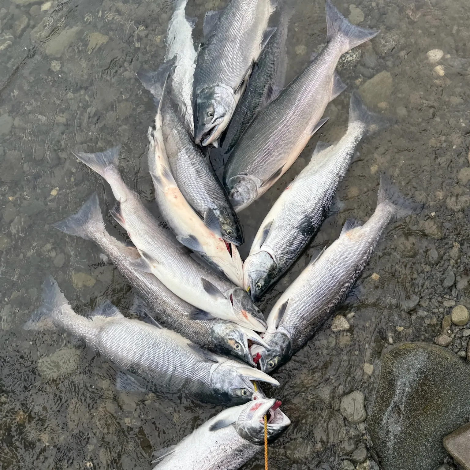 recently logged catches