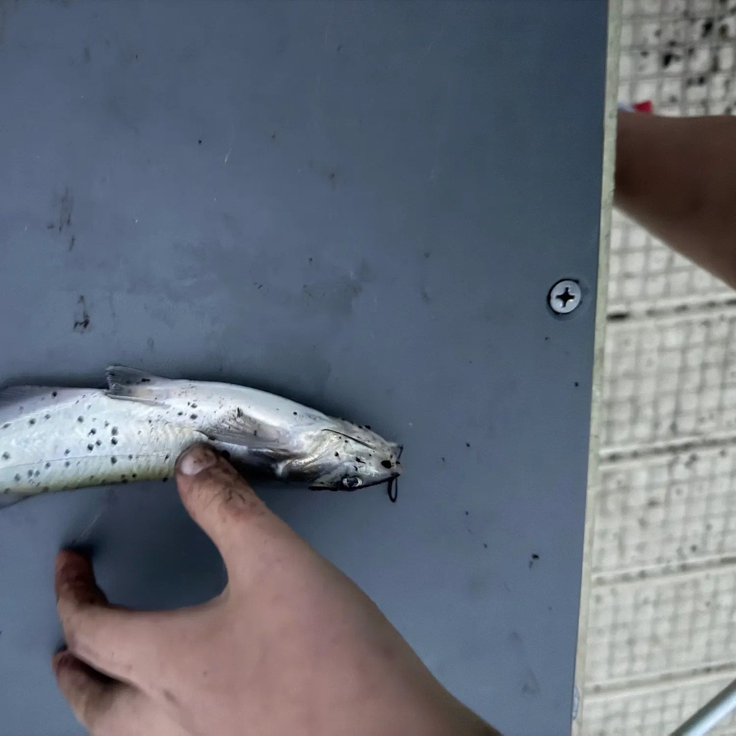 Channel catfish caught on Fishbrain