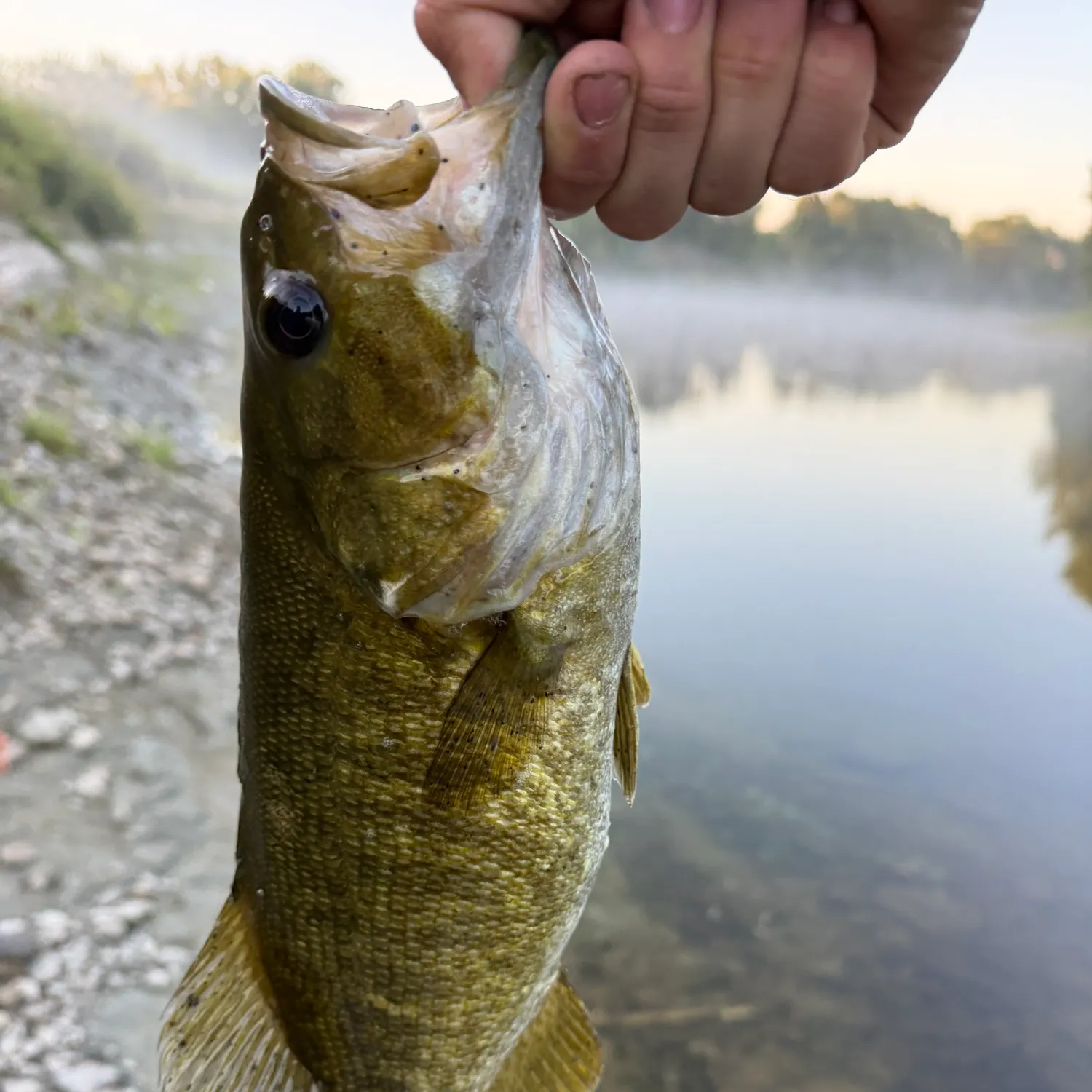 Smallmouth bass caught on Fishbrain