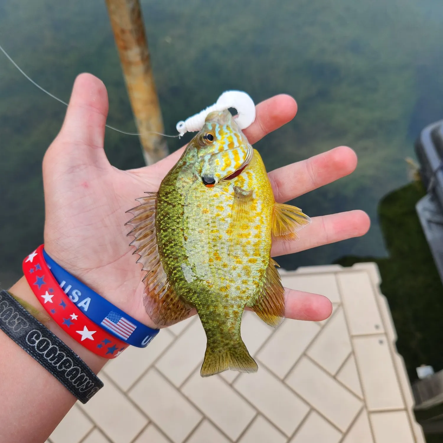 Pumpkinseed caught on Fishbrain