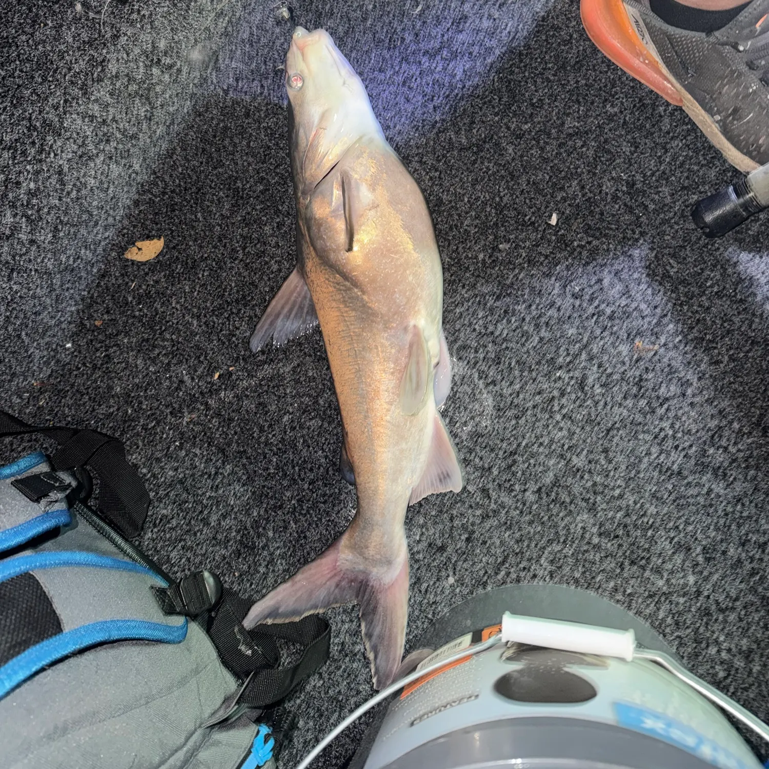 Channel catfish caught on Fishbrain