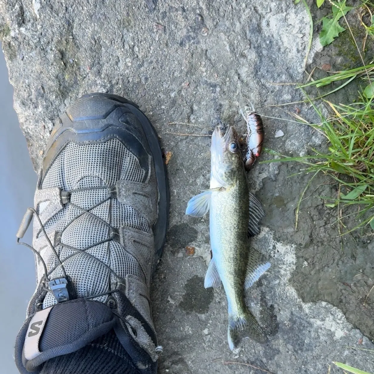 Walleye caught on Fishbrain