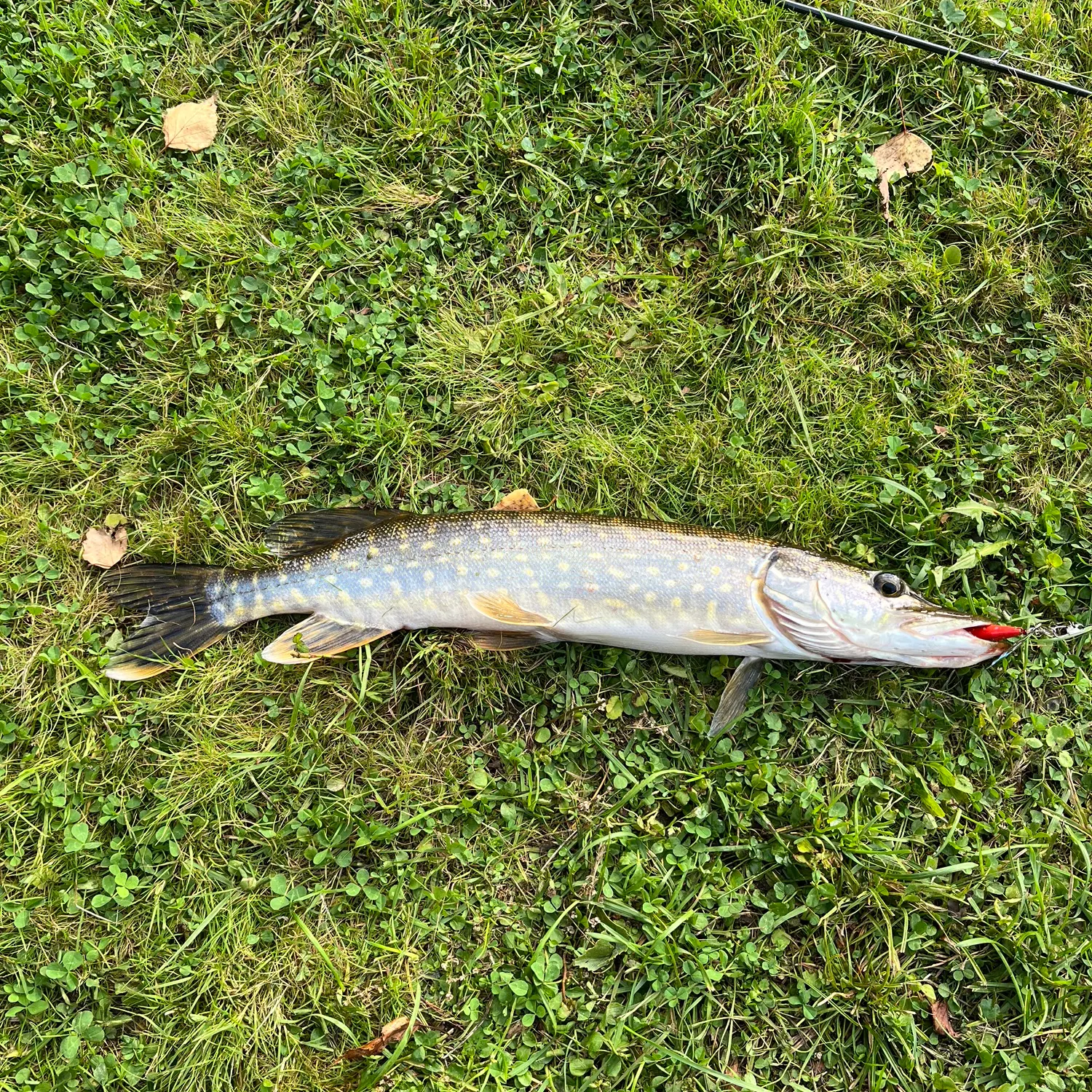 Northern pike caught on Fishbrain