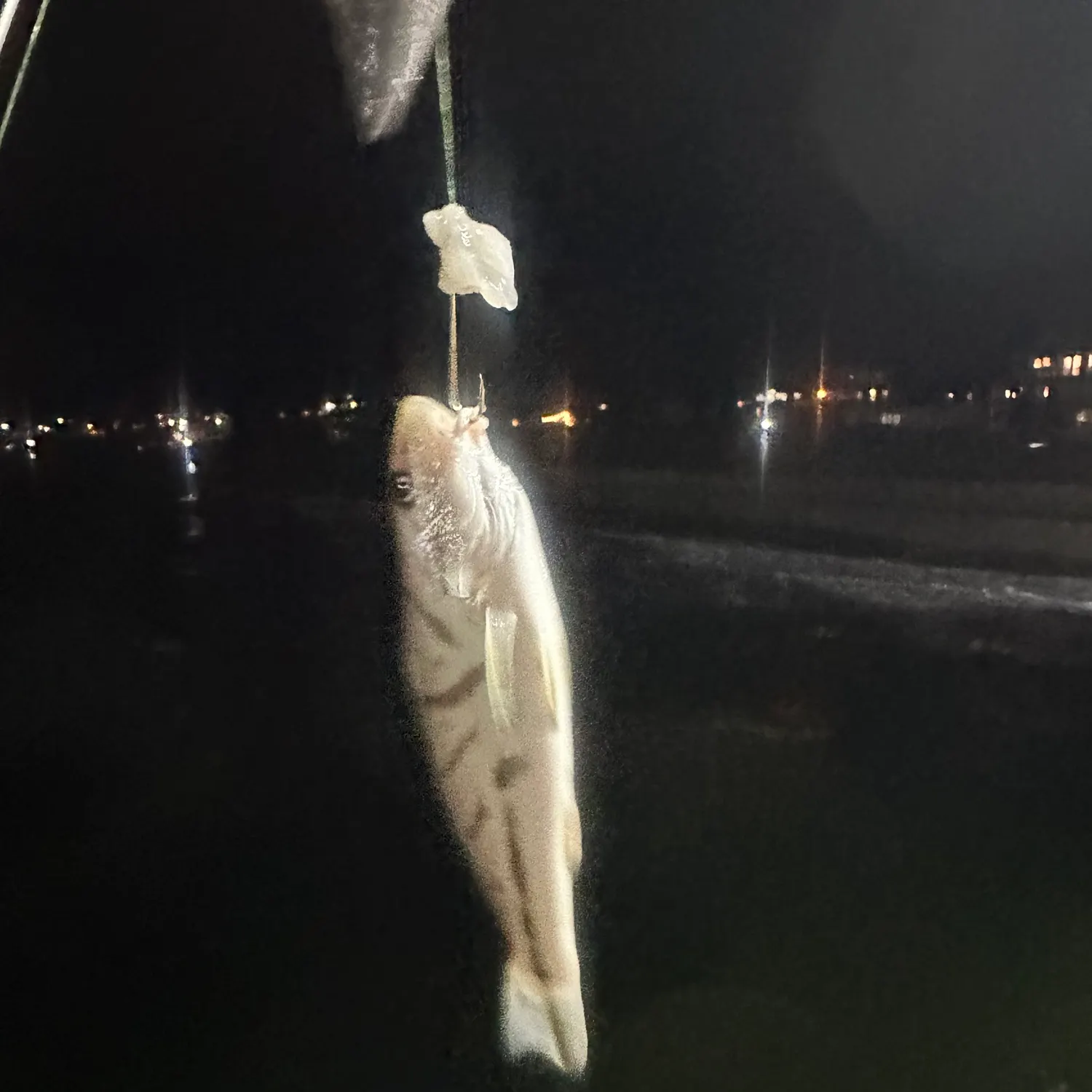 Northern kingcroaker caught on Fishbrain