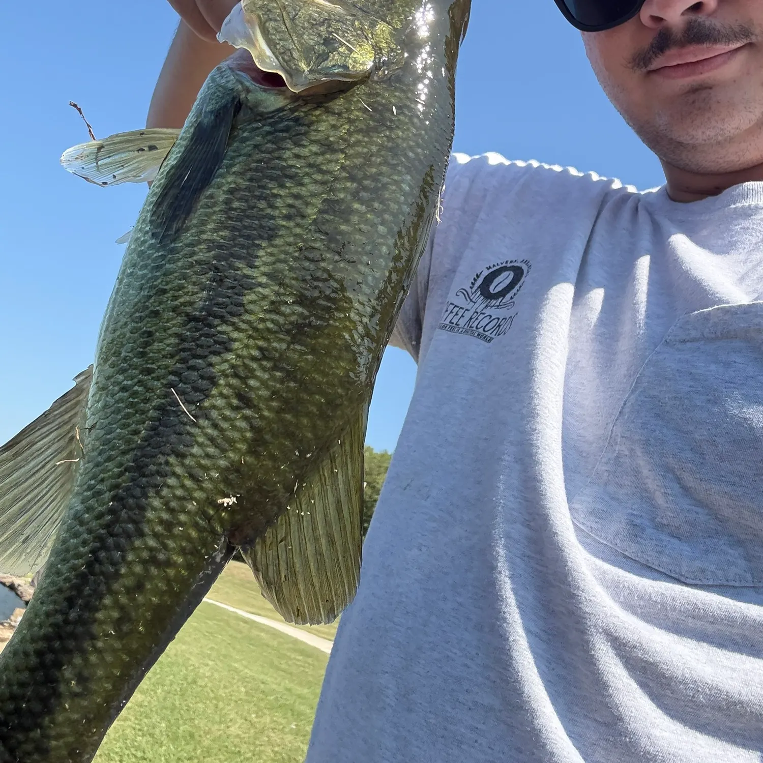 Largemouth bass caught on Fishbrain