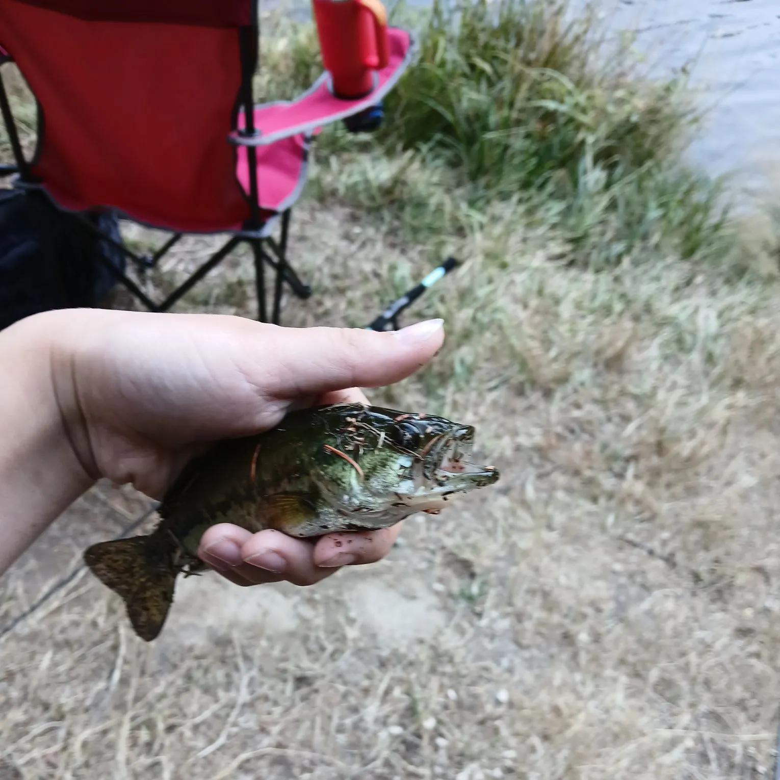 Smallmouth bass caught on Fishbrain