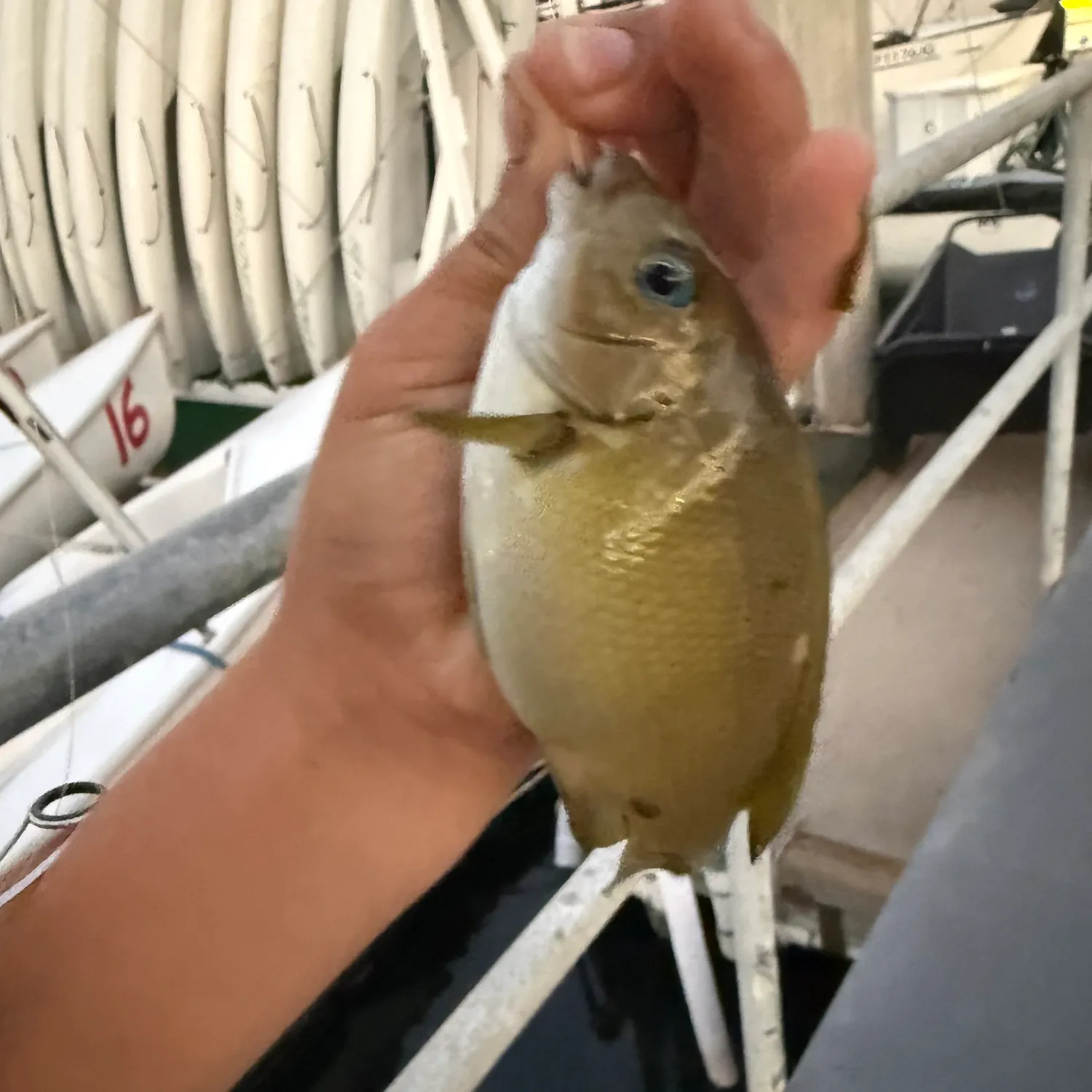 The most recent Opaleye catches on Fishbrain