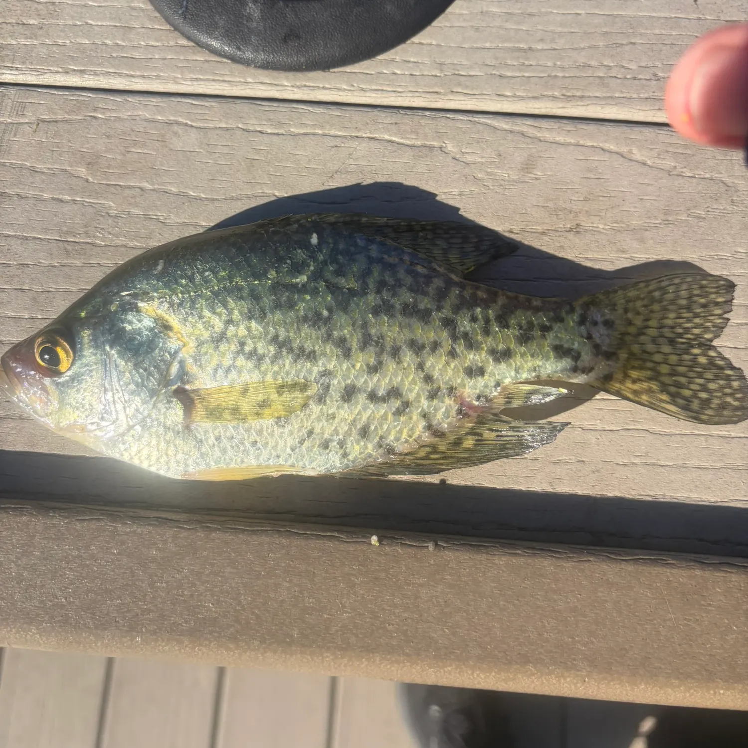 Black crappie caught on Fishbrain