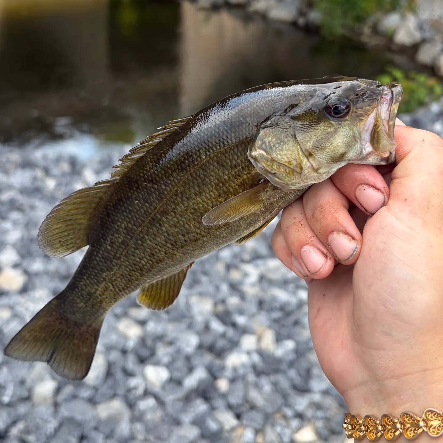 Smallmouth bass caught on Fishbrain