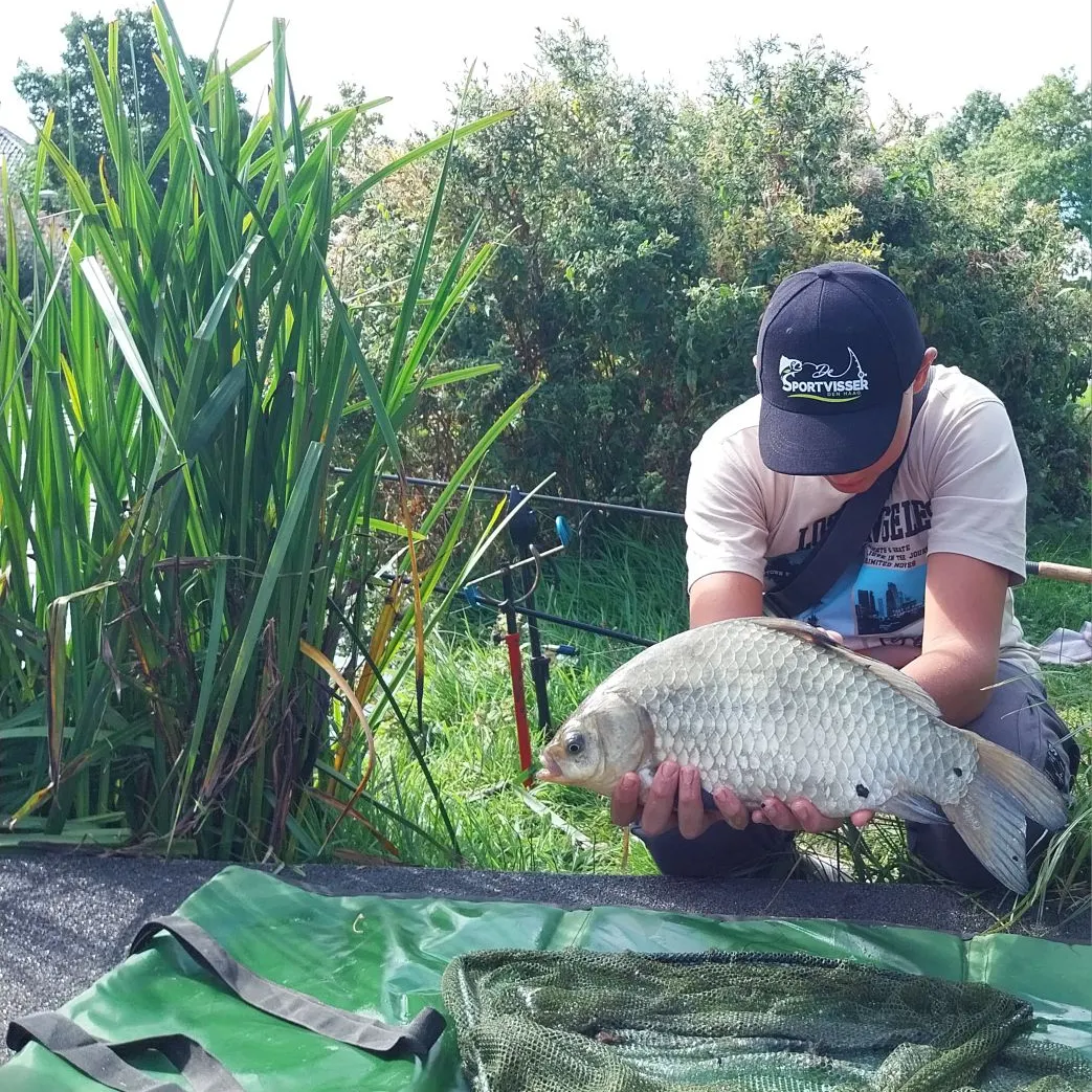 The most recent Crucian carp catches on Fishbrain