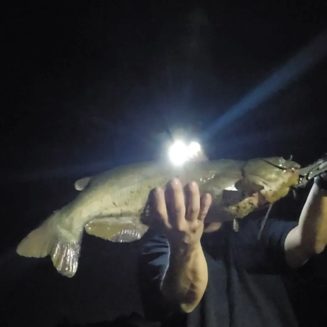 Channel catfish caught on Fishbrain