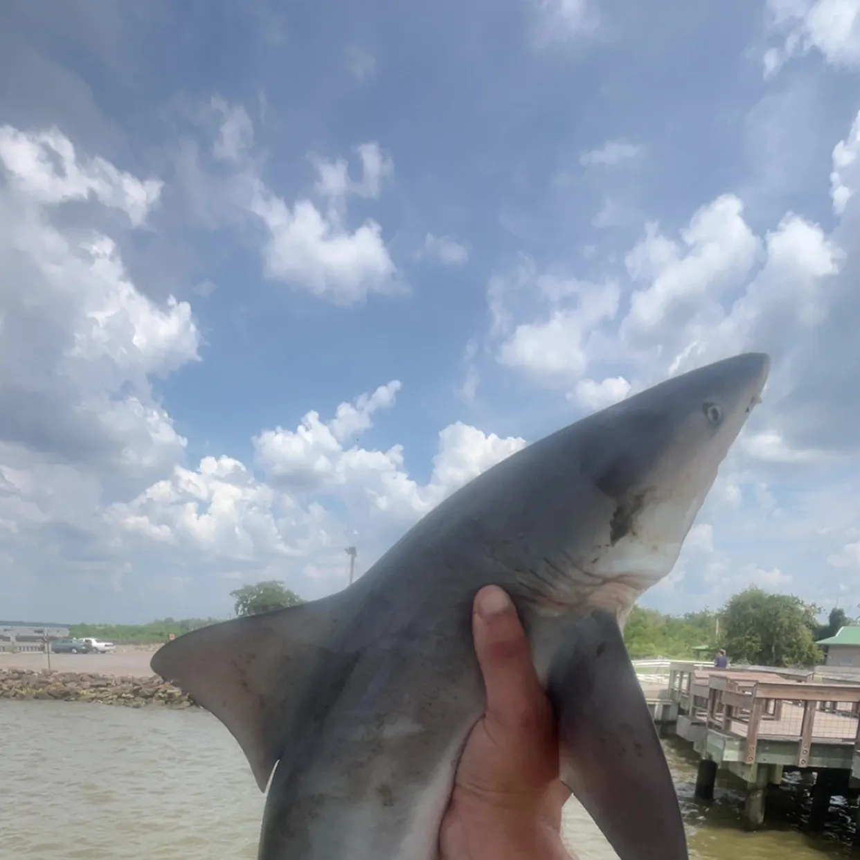 Bull shark caught on Fishbrain
