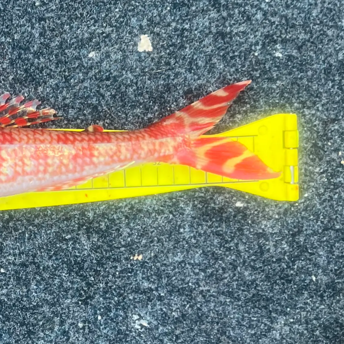 The most recent Sergeant Baker catches on Fishbrain