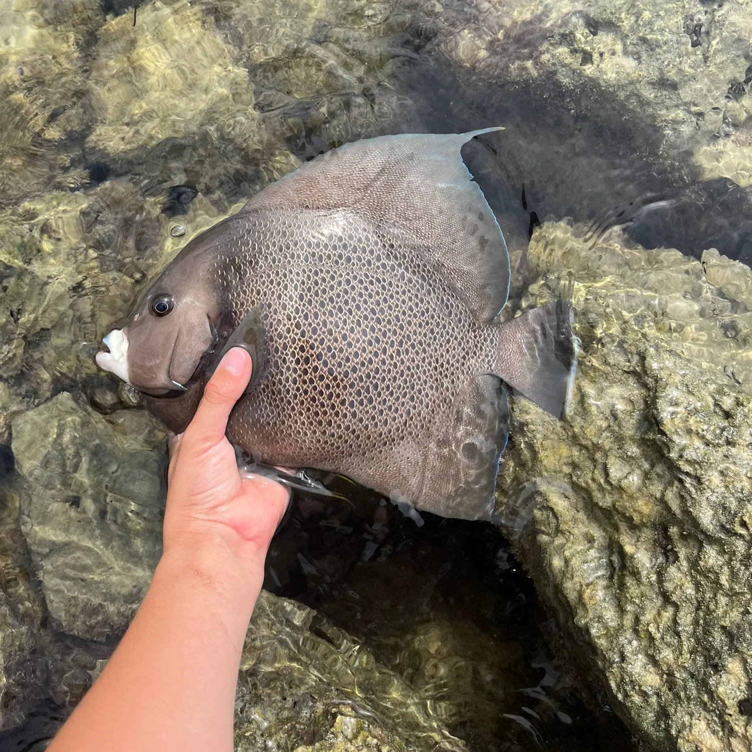 The most recent Gray angelfish catches on Fishbrain