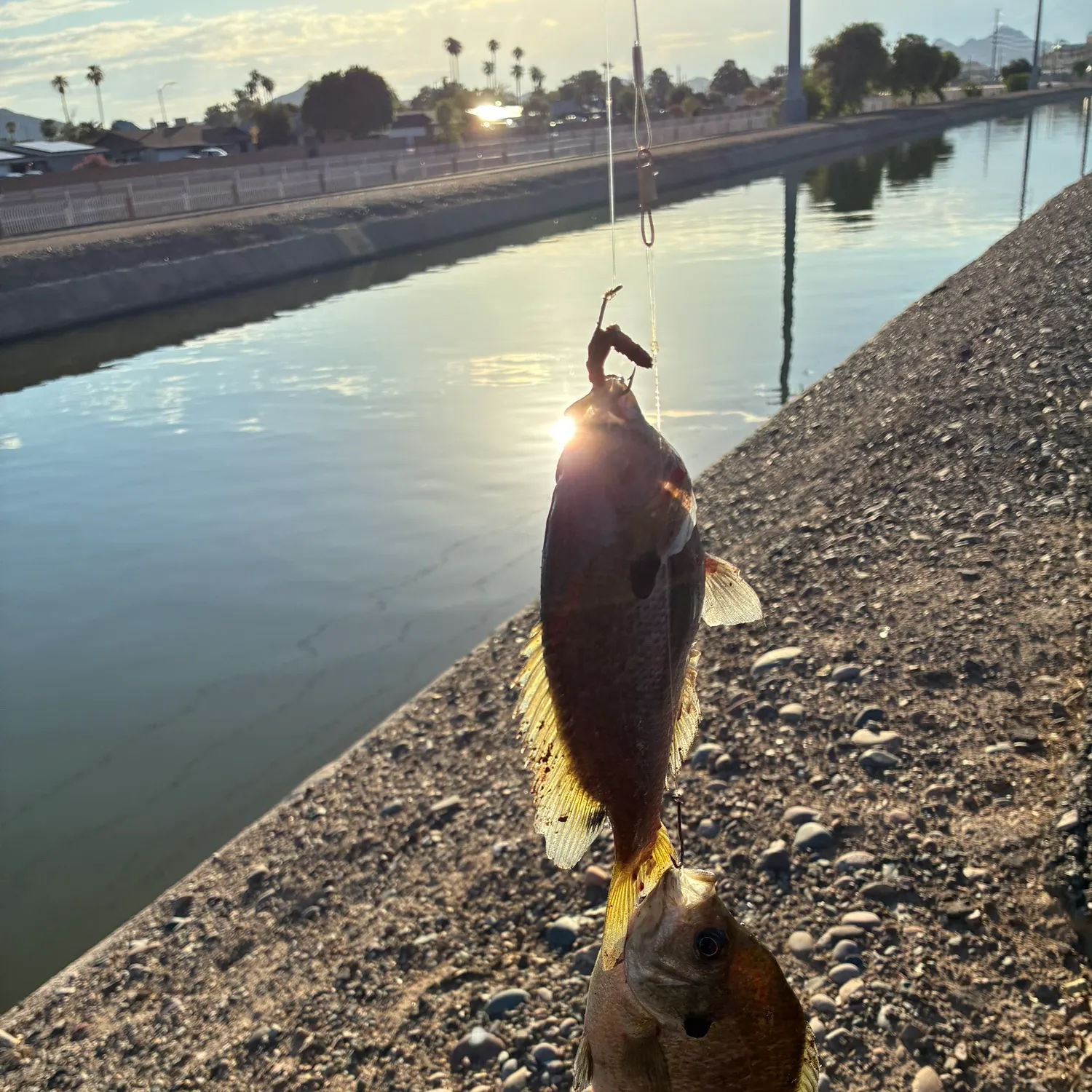 Bluegill caught on Fishbrain