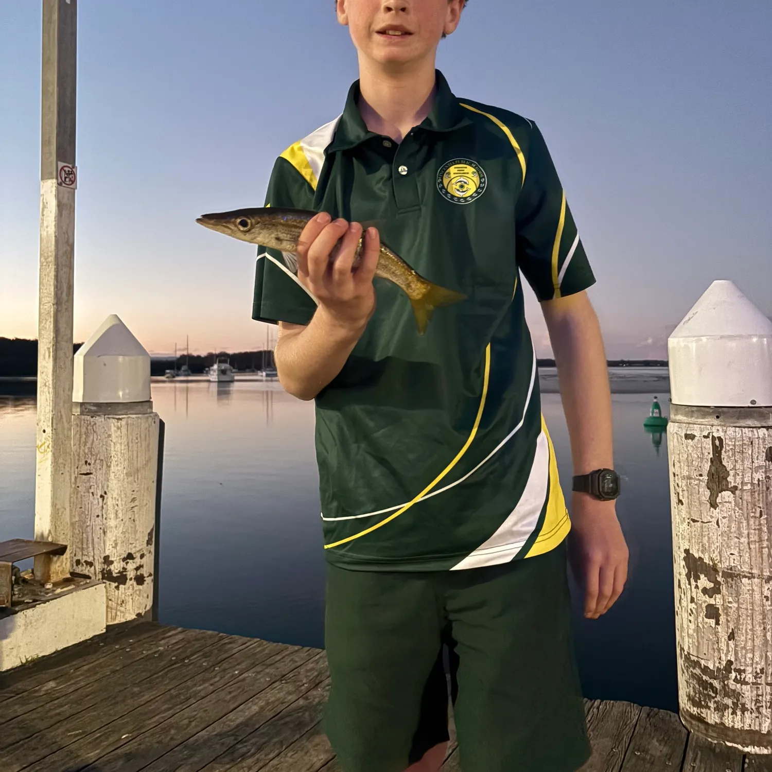Australian barracuda caught on Fishbrain