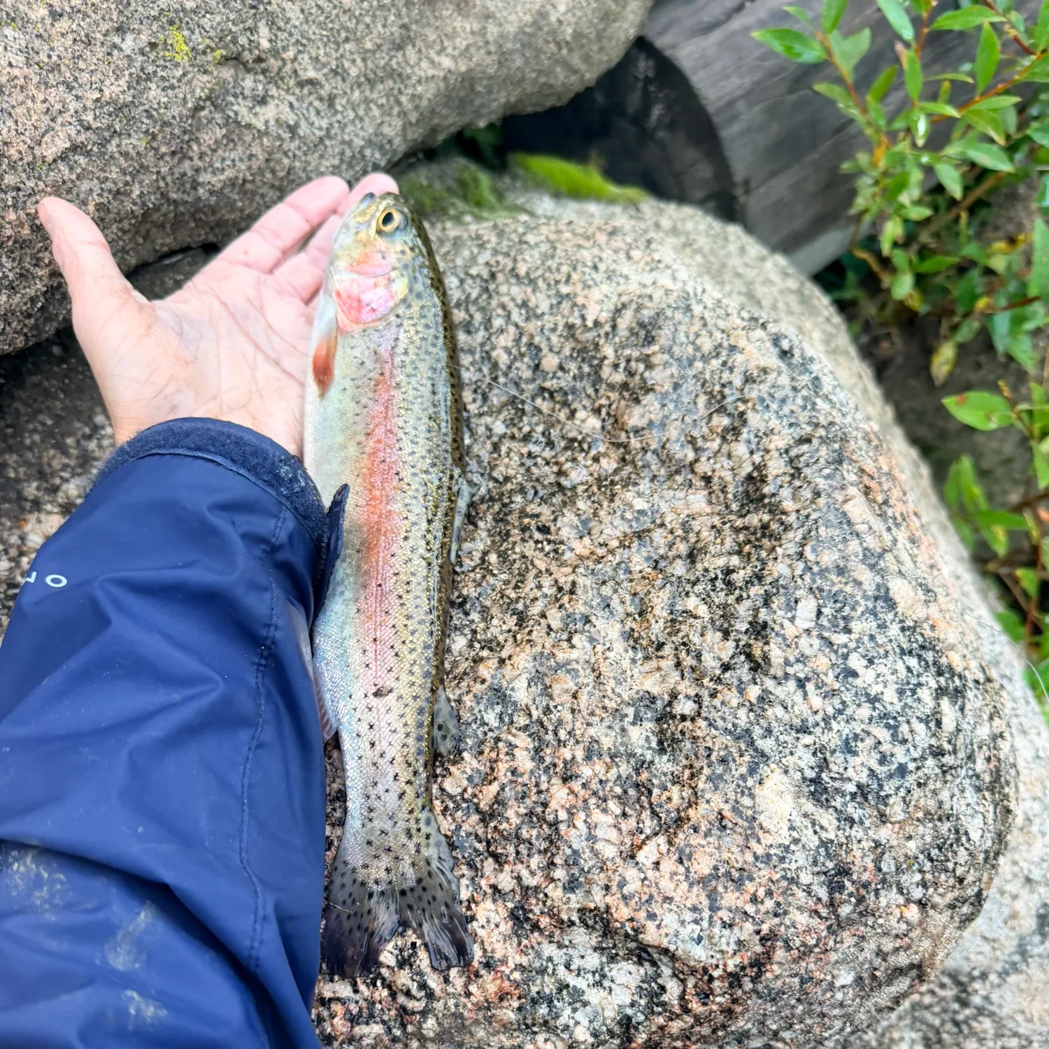 Rainbow trout caught on Fishbrain