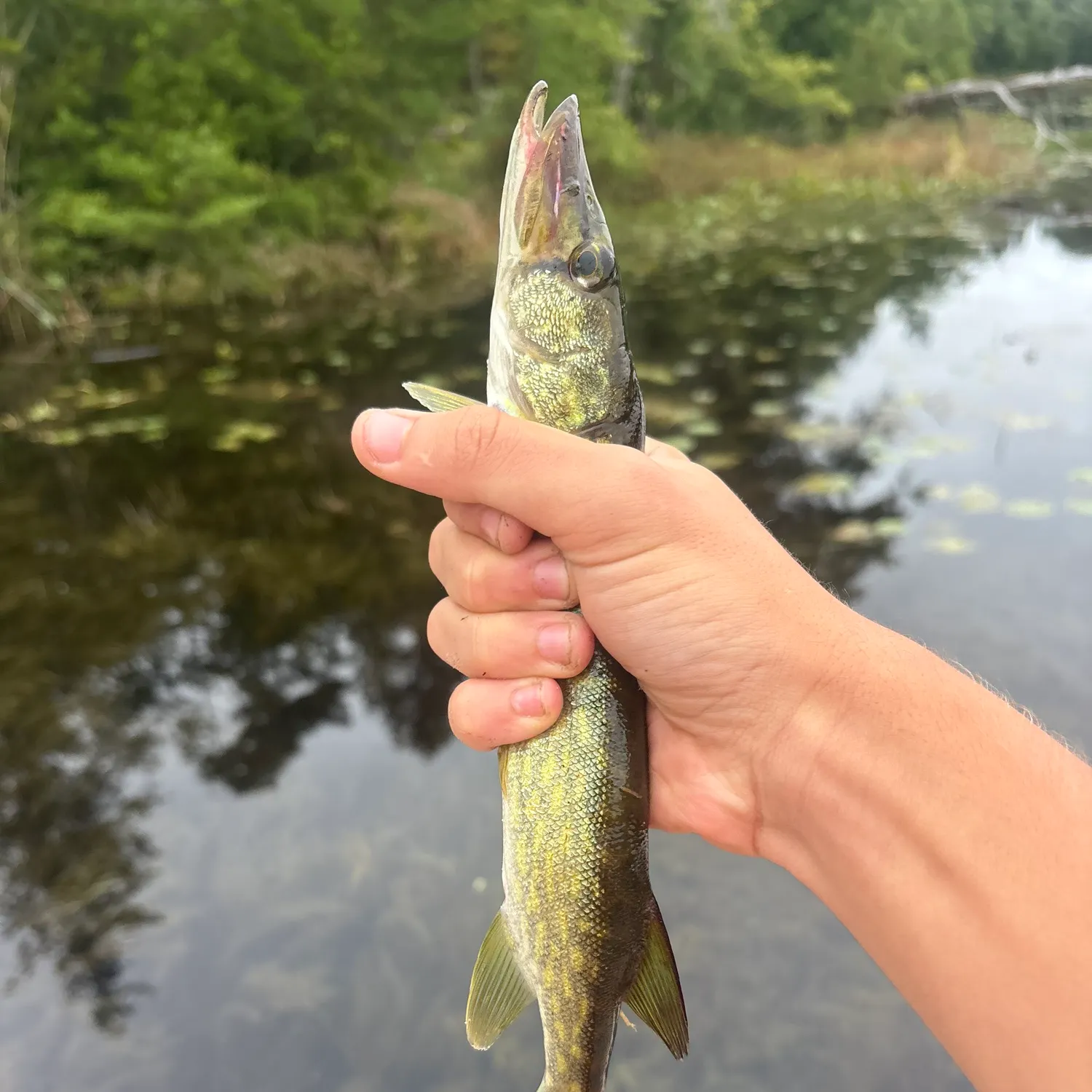 Chain pickerel caught on Fishbrain