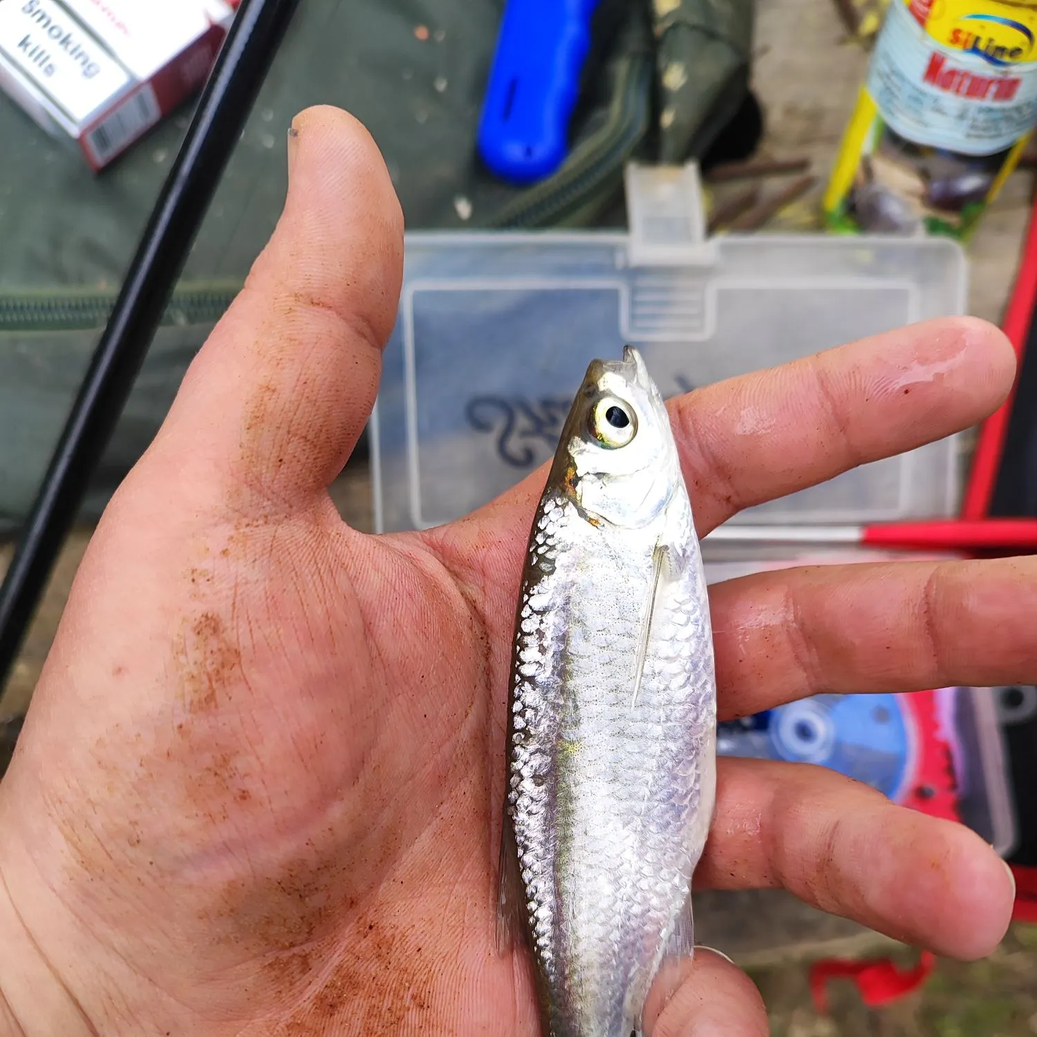 The most recent Common bleak catches on Fishbrain