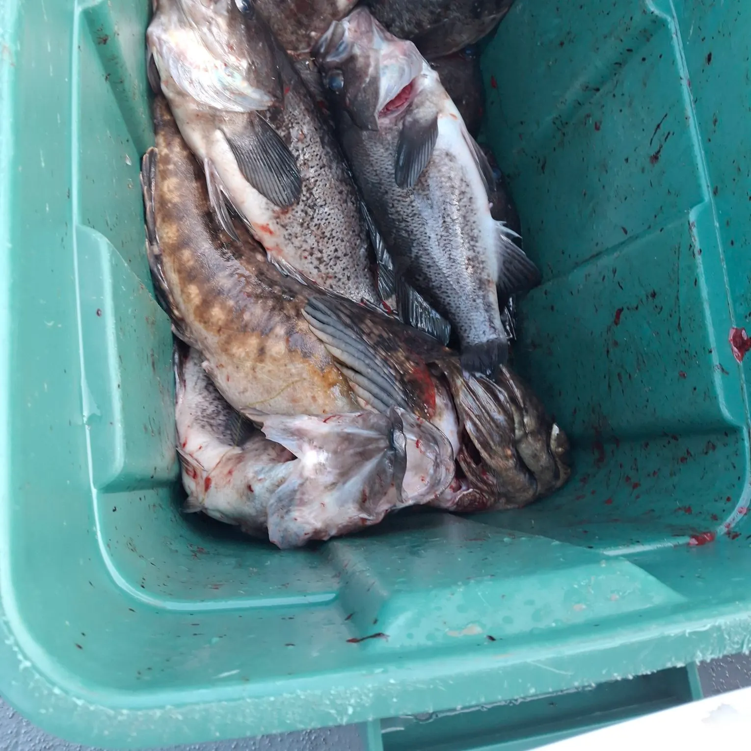 The most recent Black rockfish catches on Fishbrain