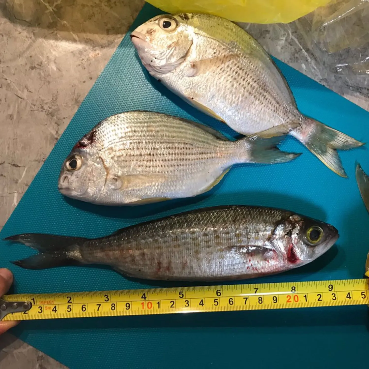 recently logged catches