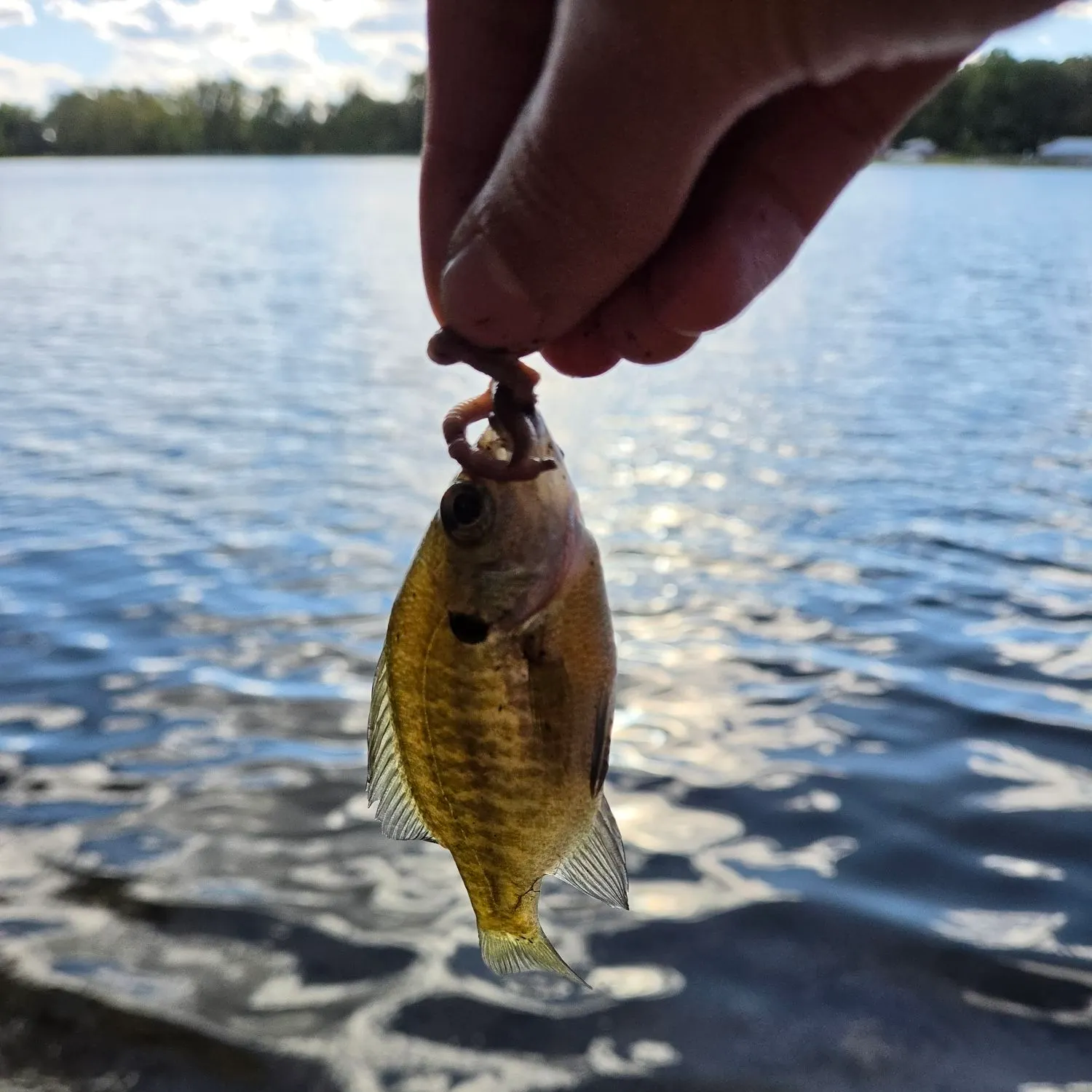 Bluegill caught on Fishbrain