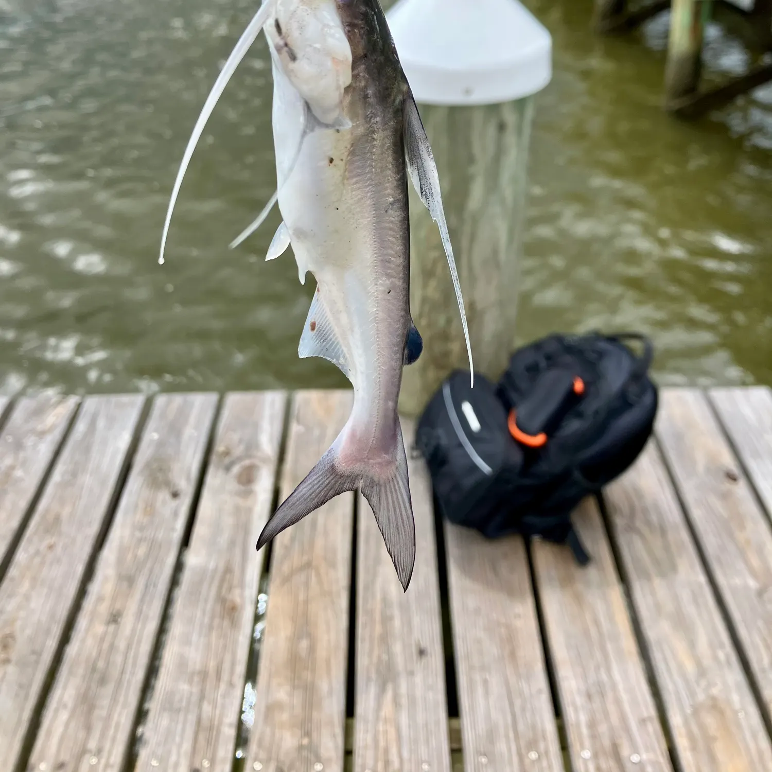 Gafftopsail sea catfish caught on Fishbrain