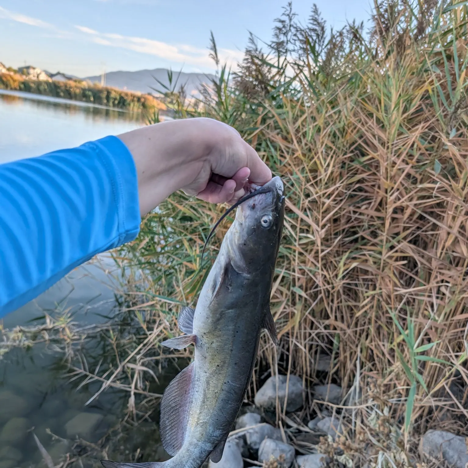 Channel catfish caught on Fishbrain