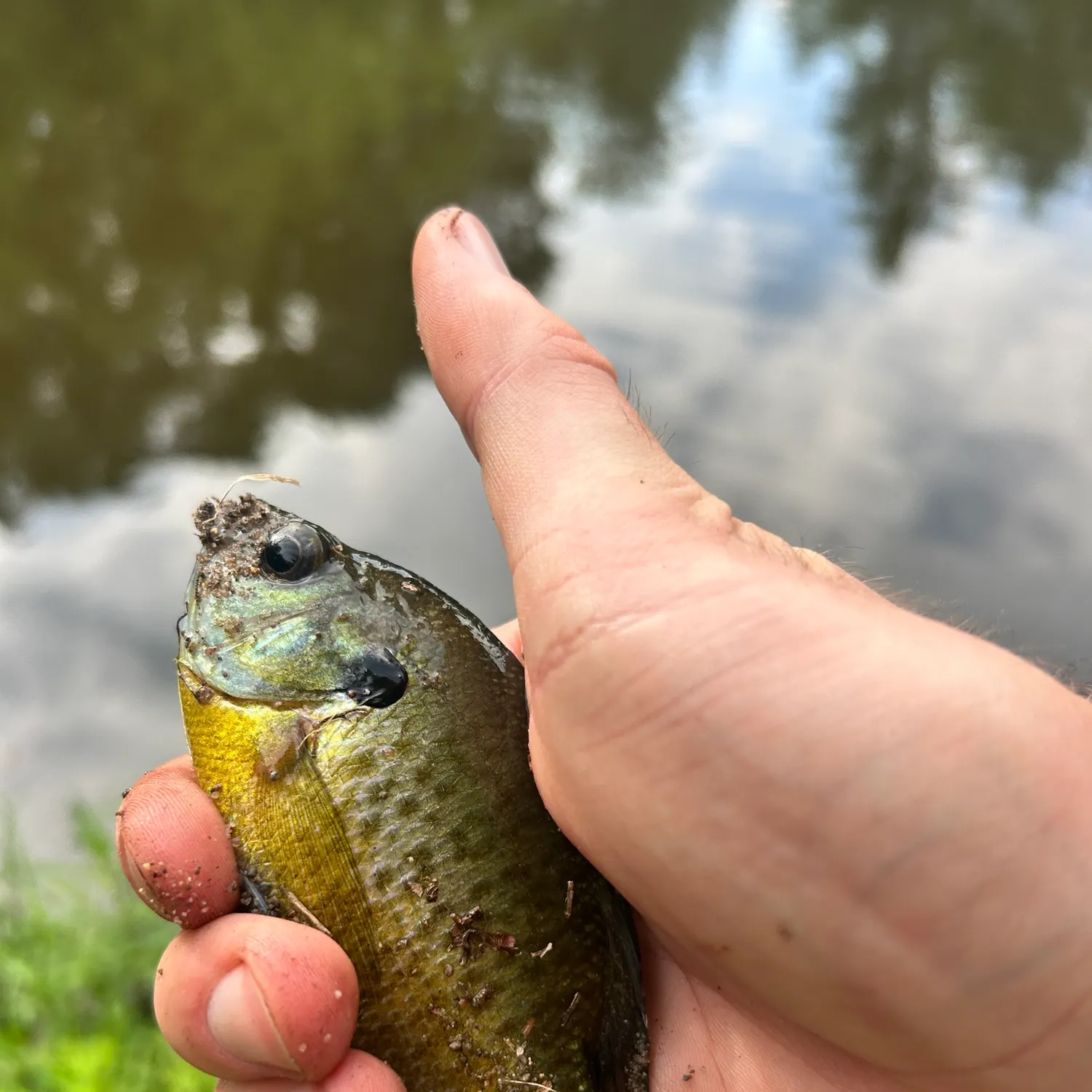 Bluegill caught on Fishbrain