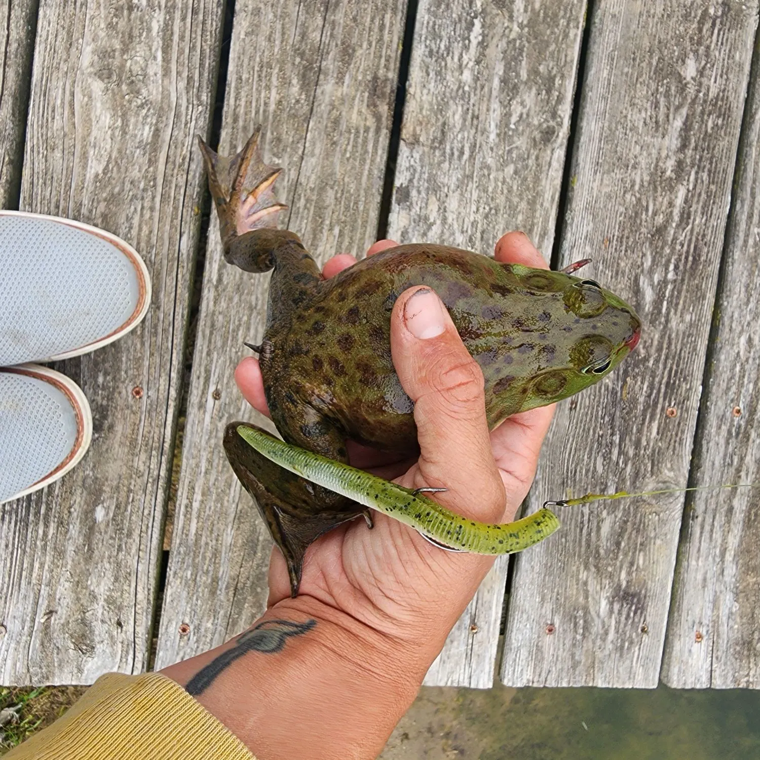 The most recent Frogface goby catches on Fishbrain
