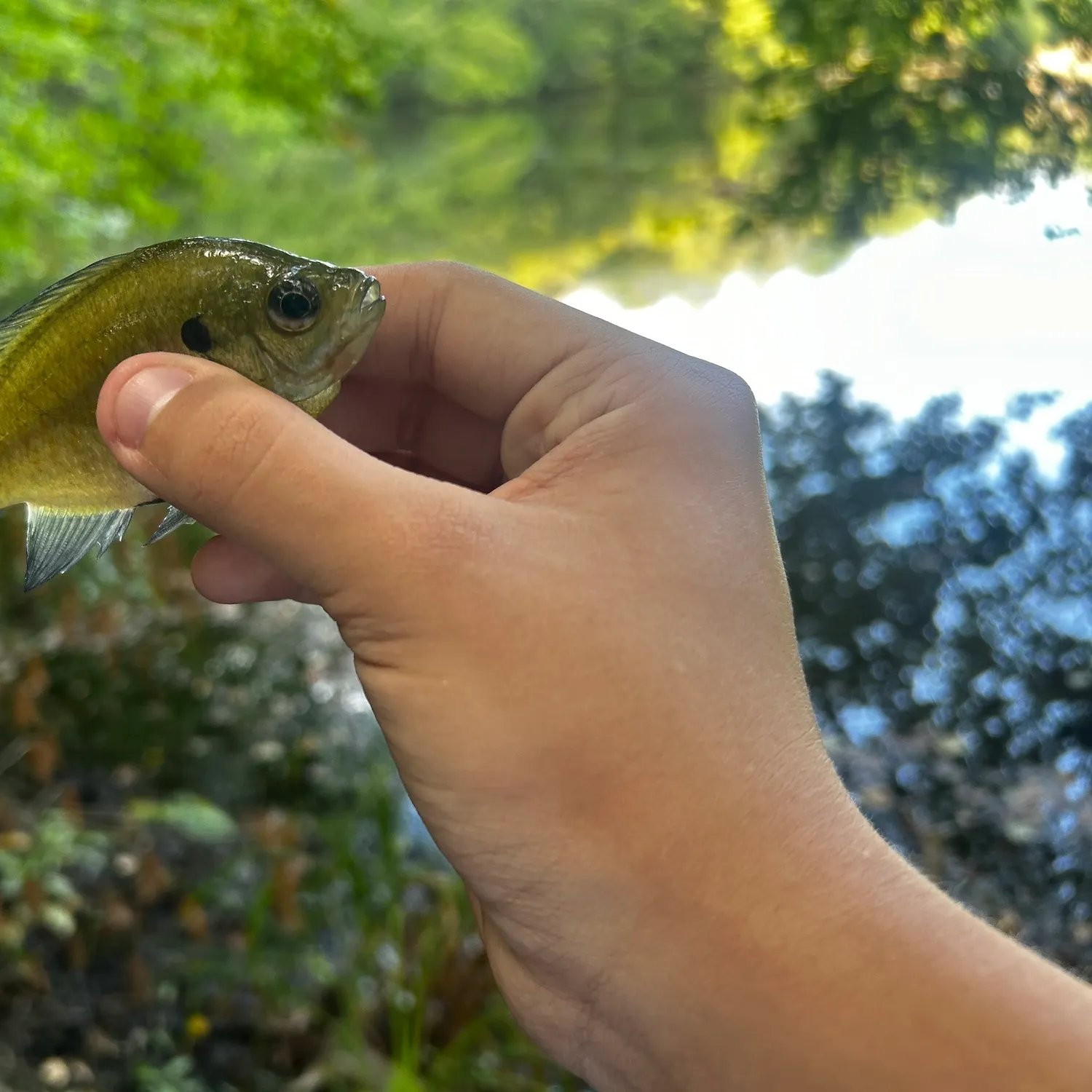 Bluegill caught on Fishbrain