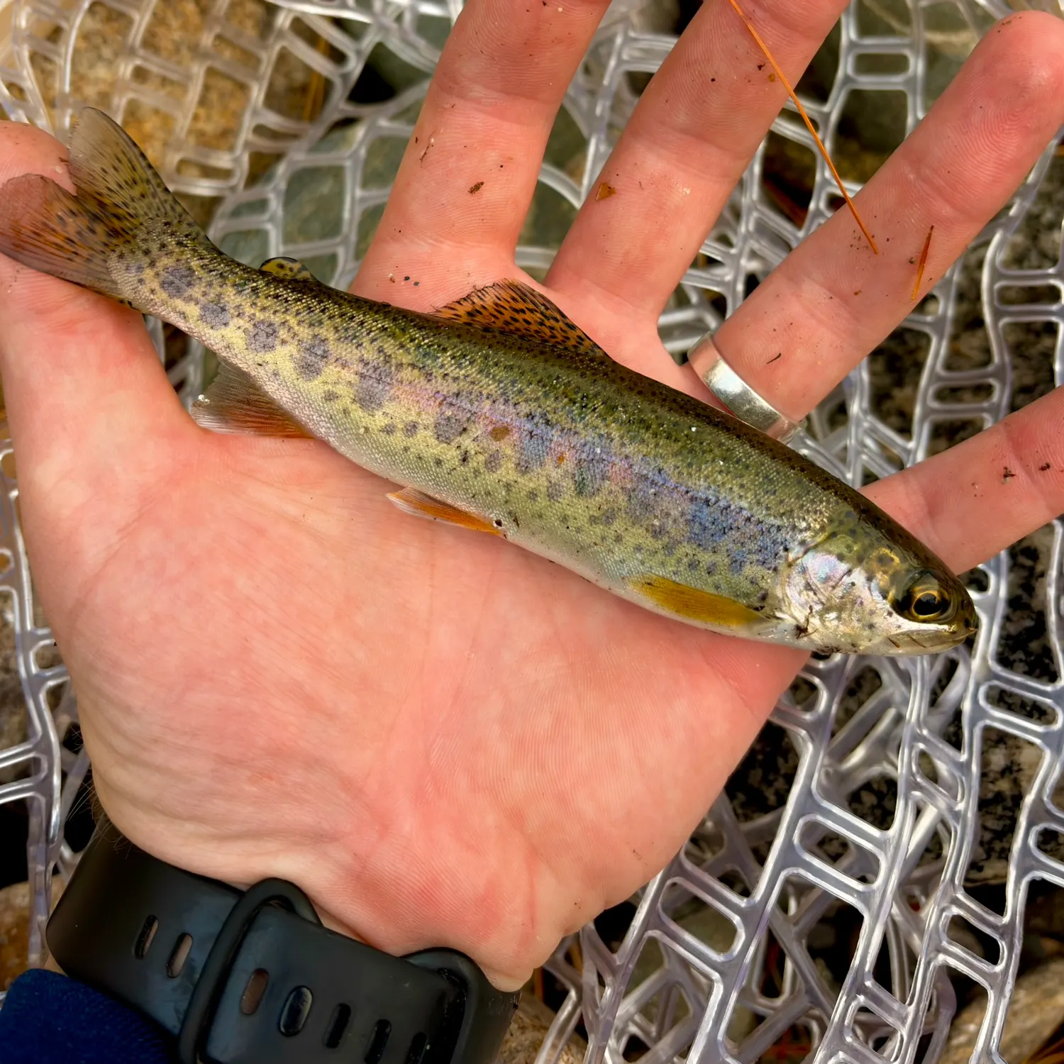 Rainbow trout caught on Fishbrain