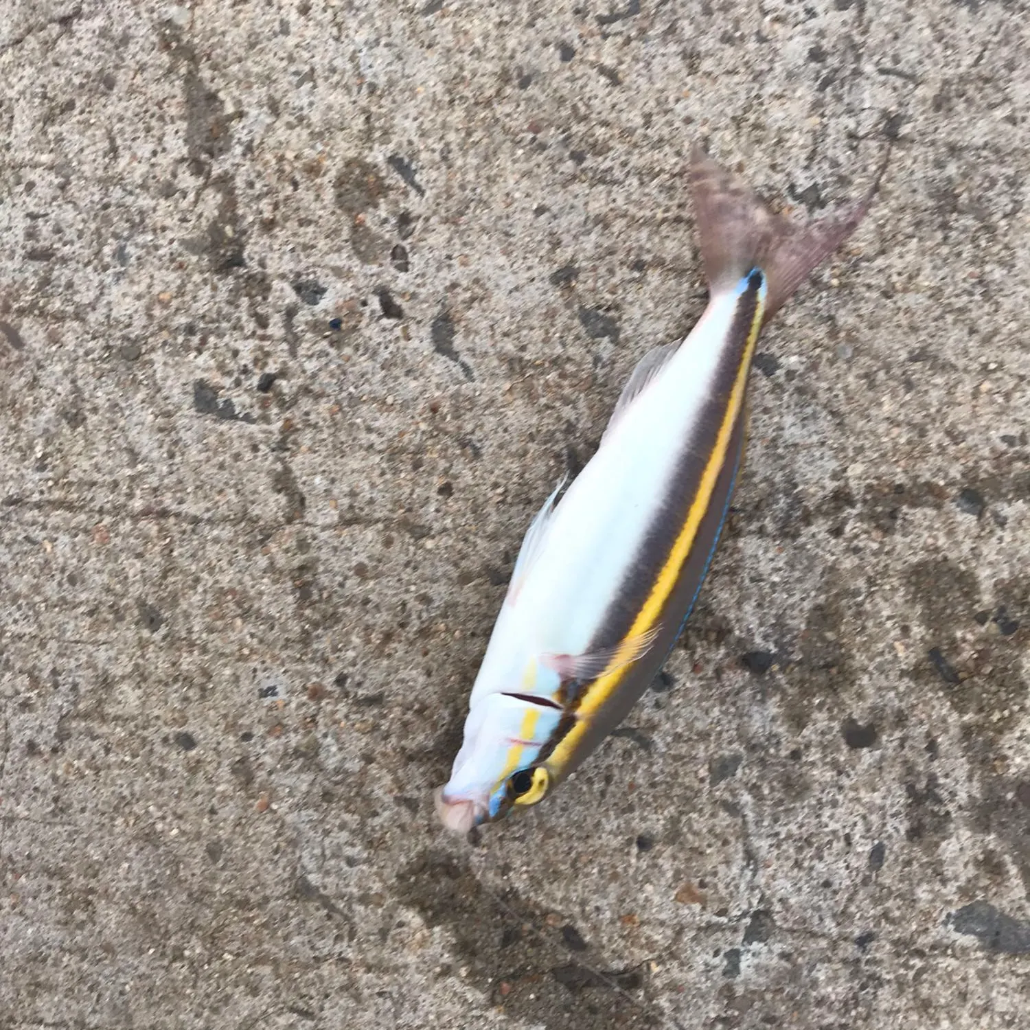 The most recent Paradise whiptail catches on Fishbrain