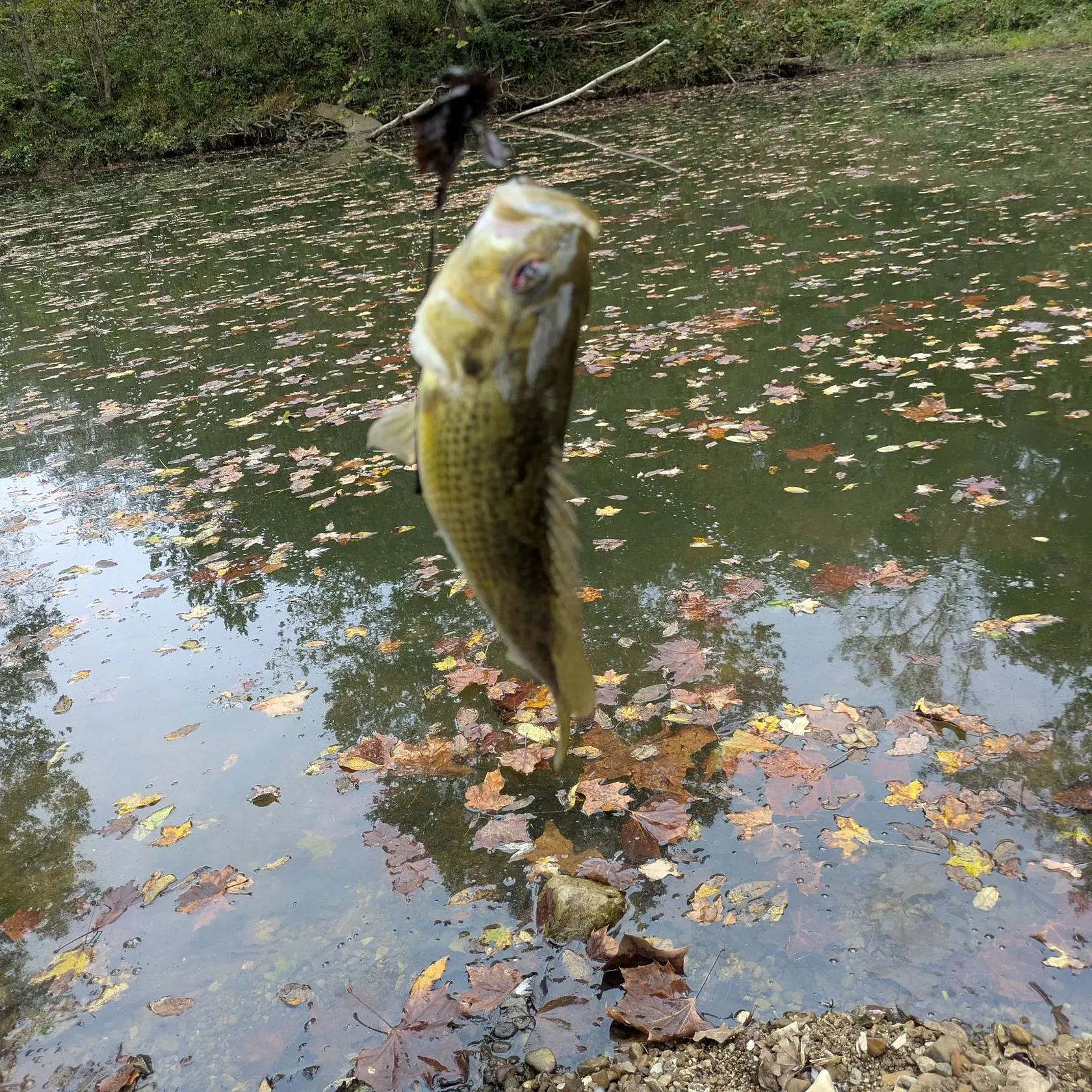 Rock bass caught on Fishbrain