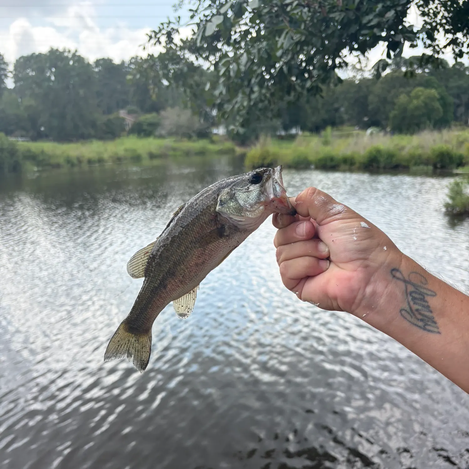 Largemouth bass caught on Fishbrain