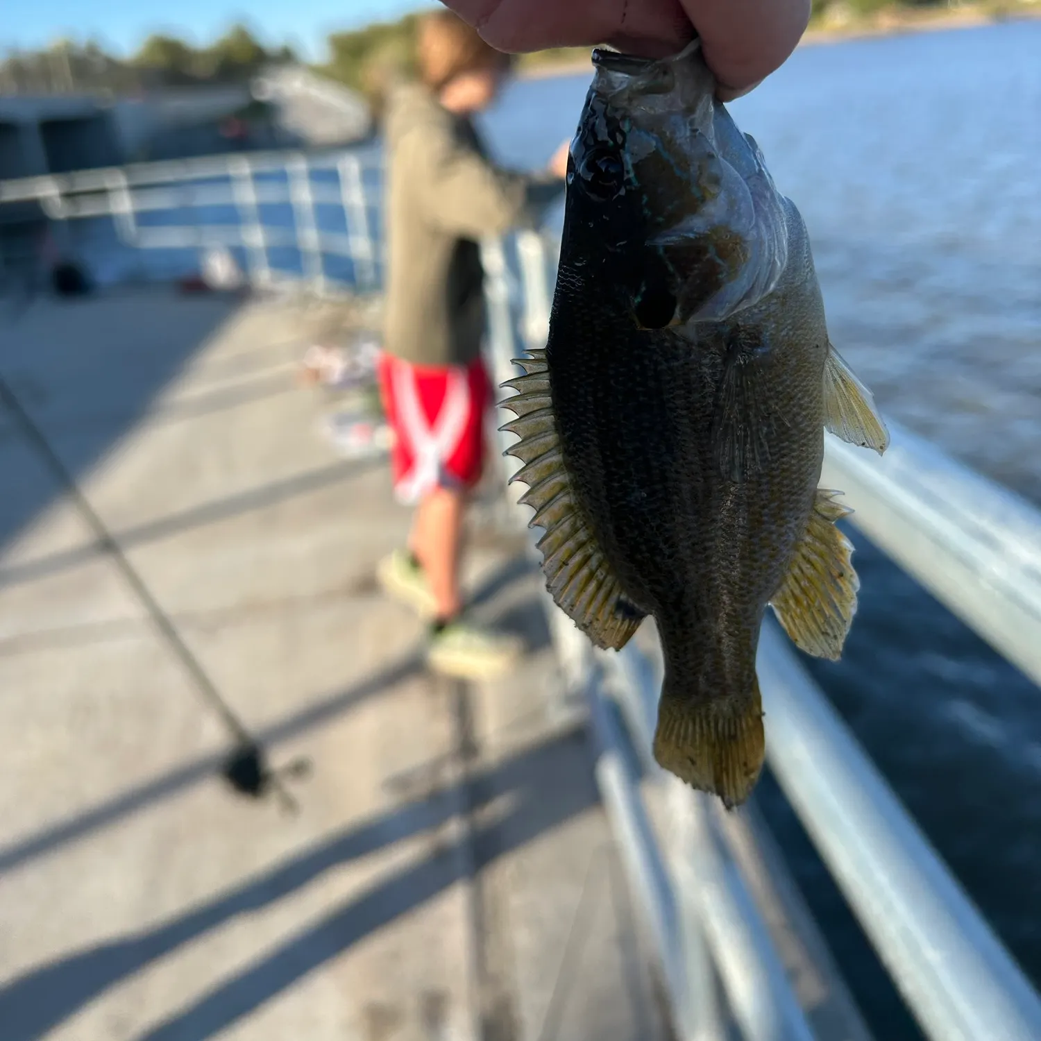 Green sunfish caught on Fishbrain