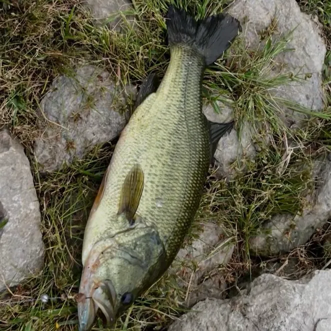 Largemouth bass caught on Fishbrain