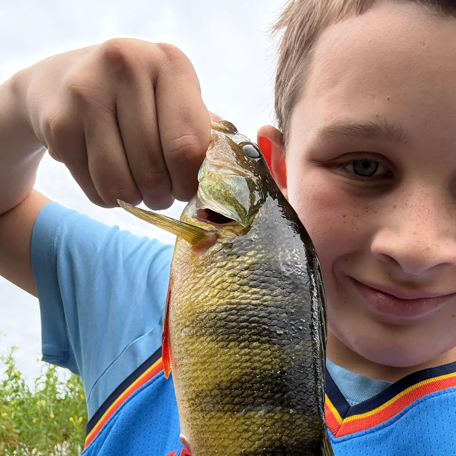 Yellow perch caught on Fishbrain