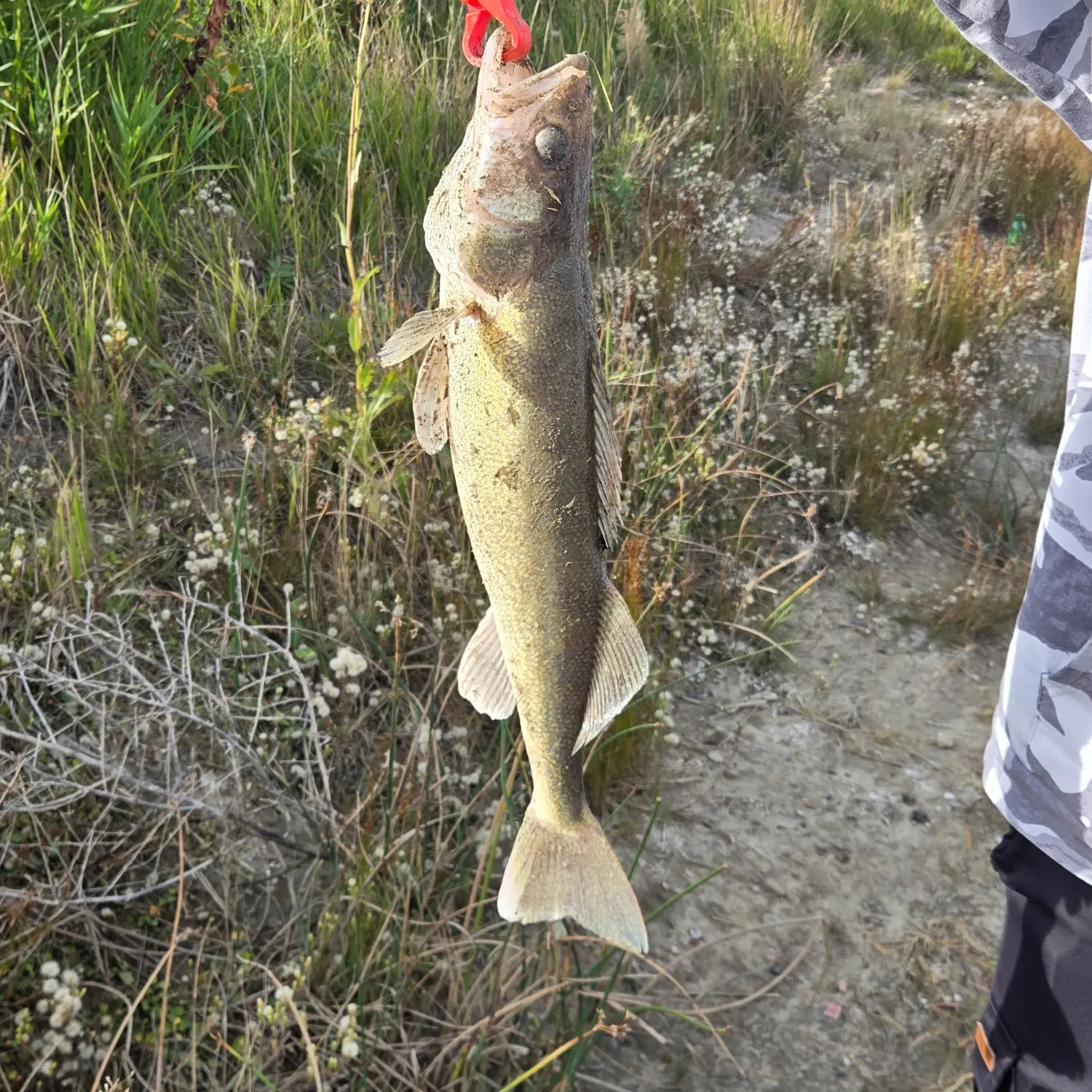 Walleye caught on Fishbrain