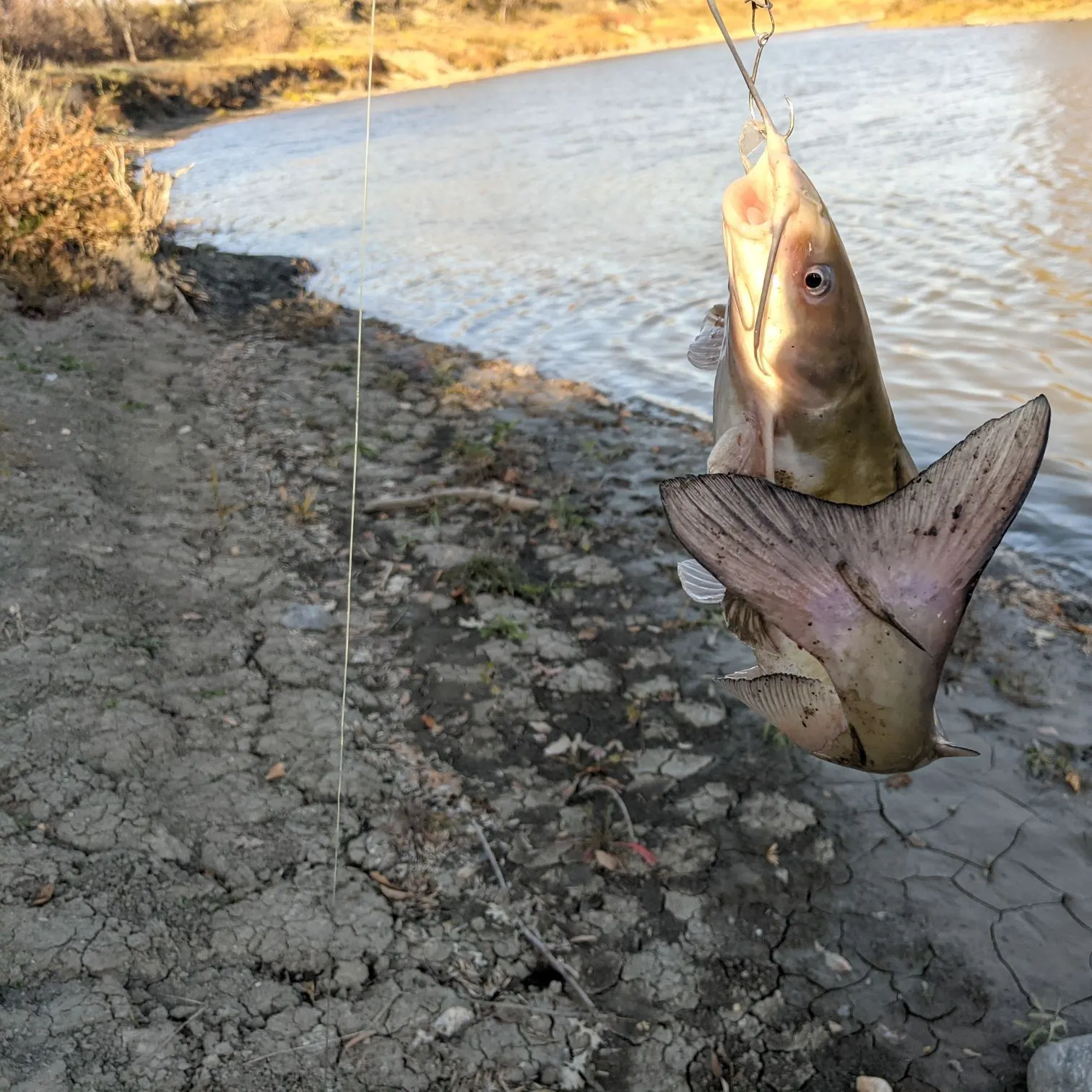Channel catfish caught on Fishbrain