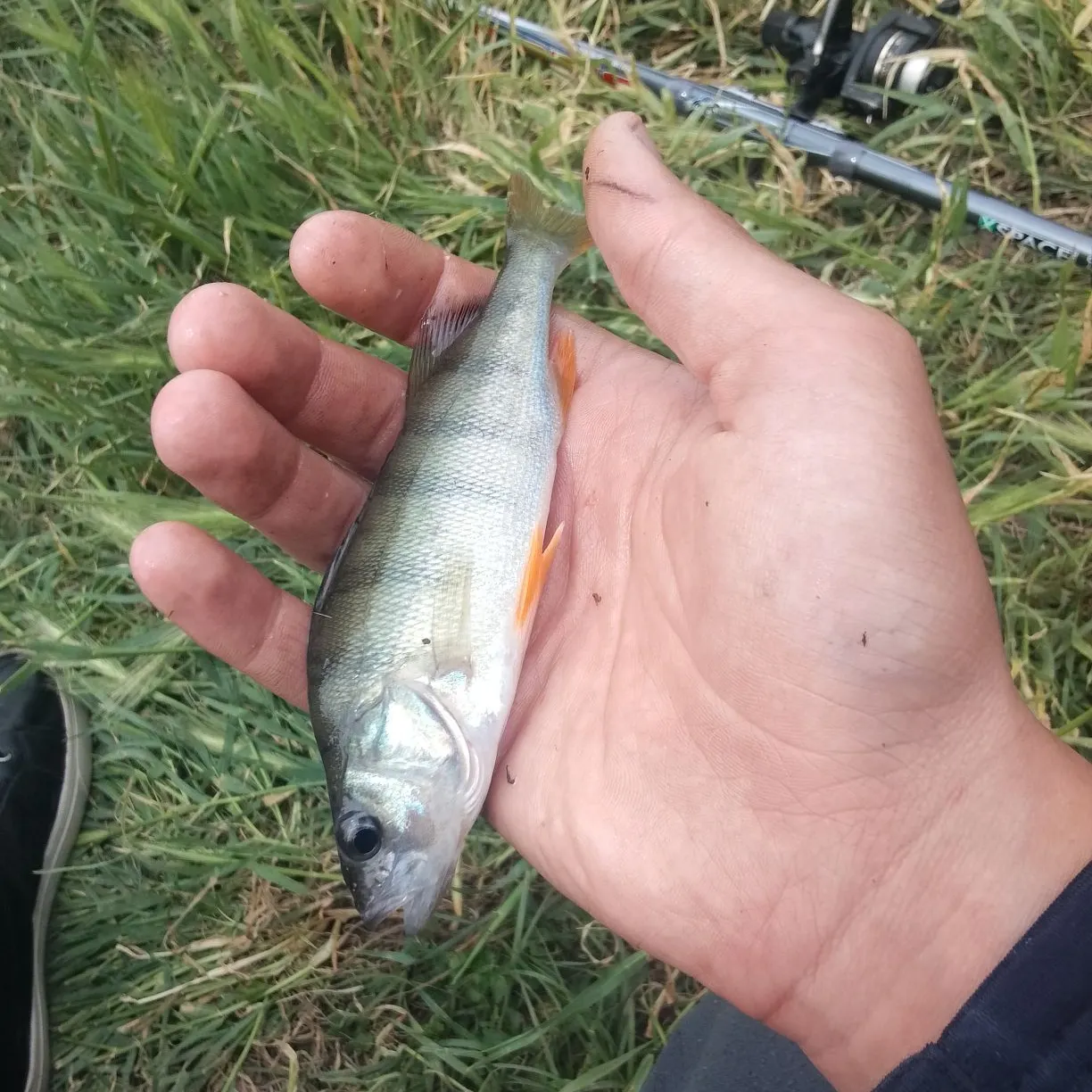 Fish caught on Fishbrain
