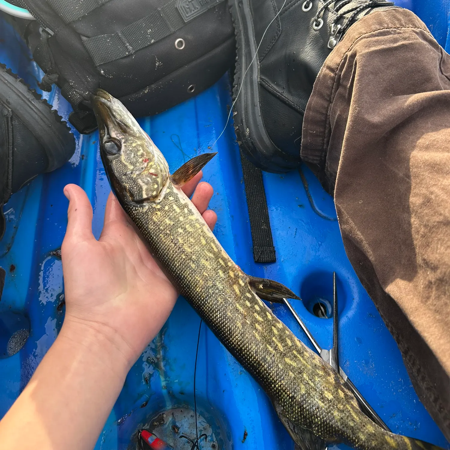 Northern pike caught on Fishbrain