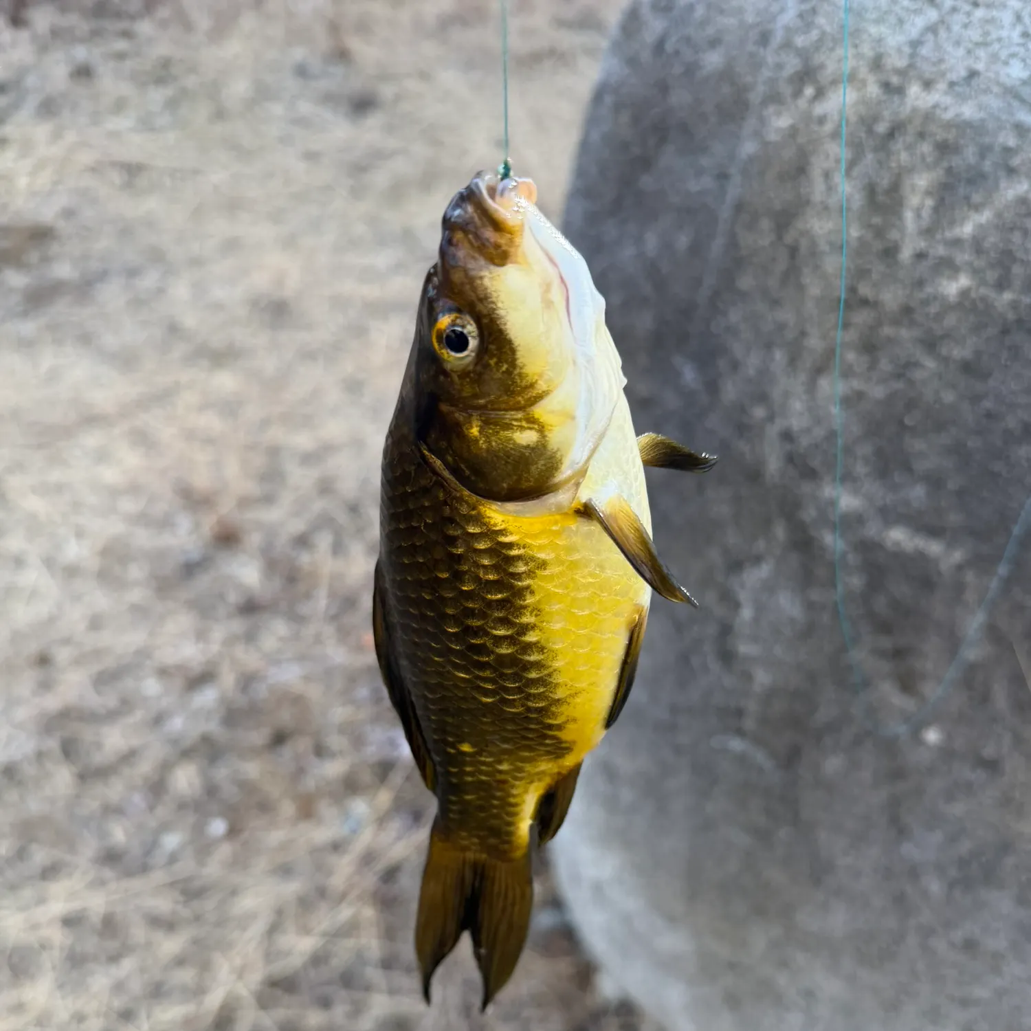 Koi carp caught on Fishbrain