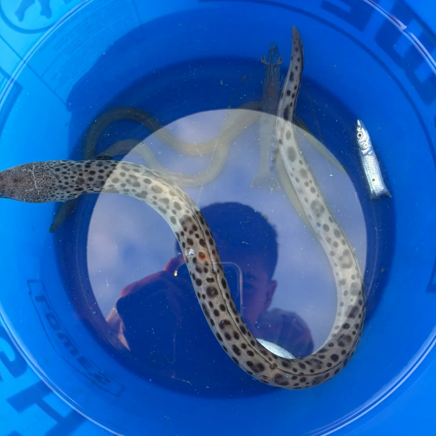 The most recent African longfin eel catches on Fishbrain