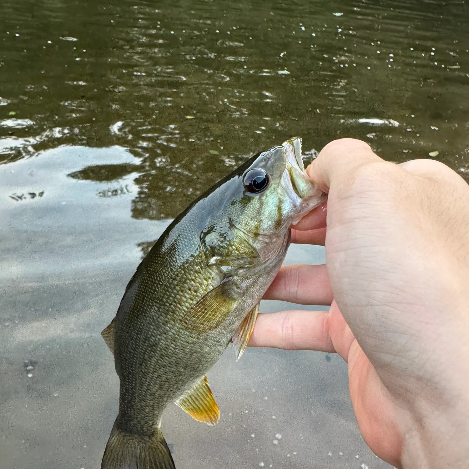 Smallmouth bass caught on Fishbrain