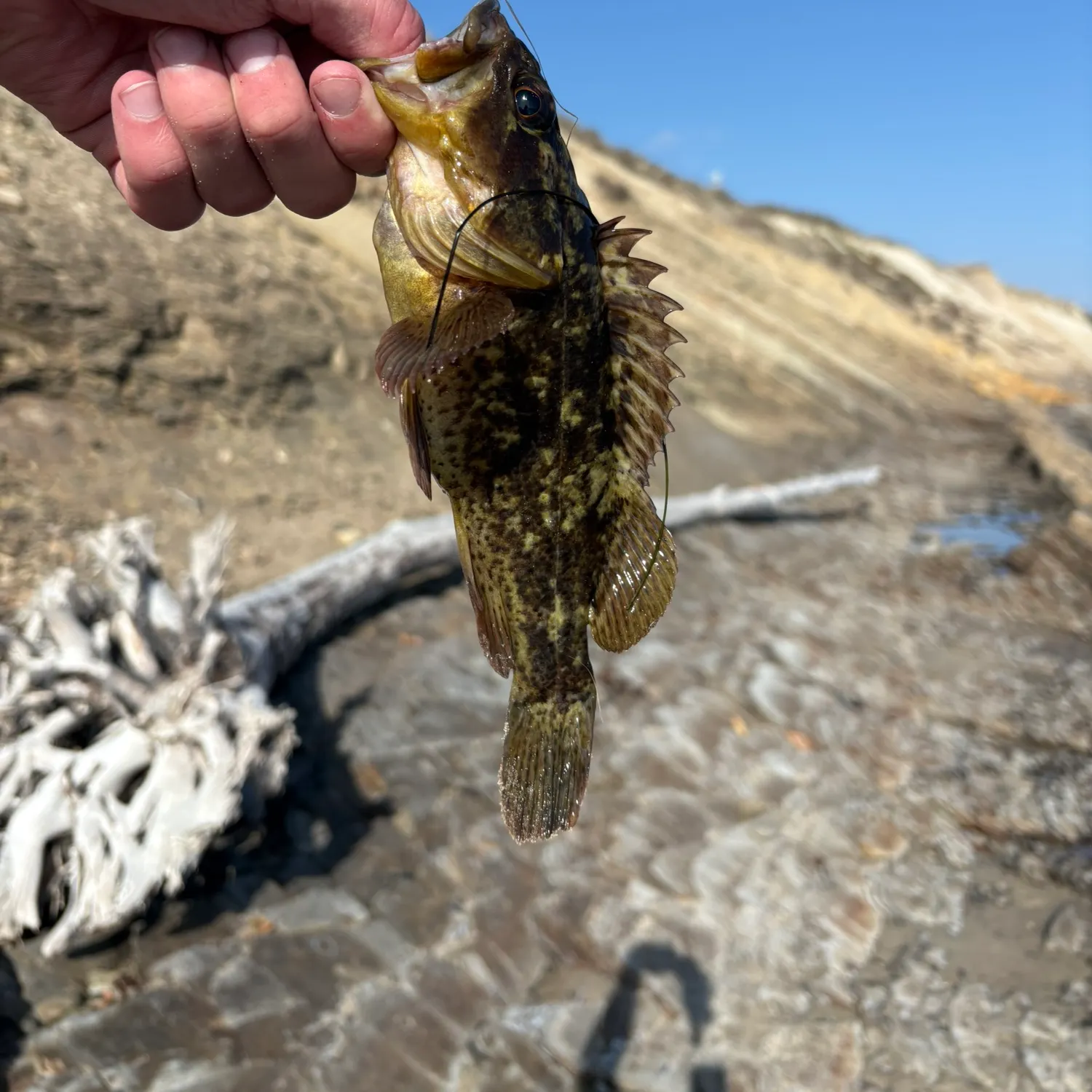 The most recent Grass rockfish catches on Fishbrain