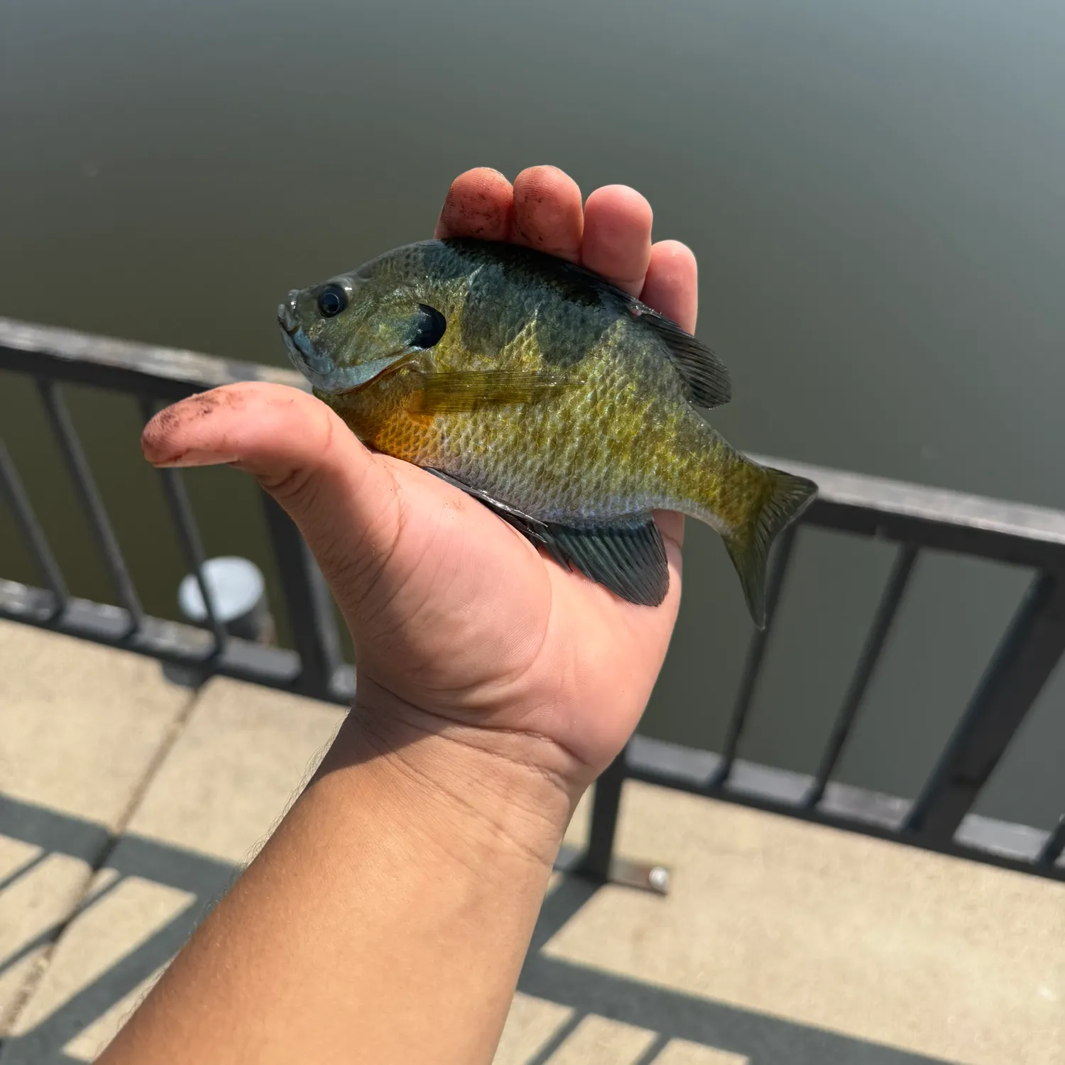 Bluegill caught on Fishbrain