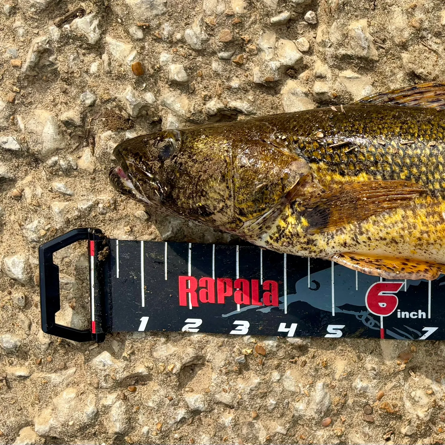 angler catch