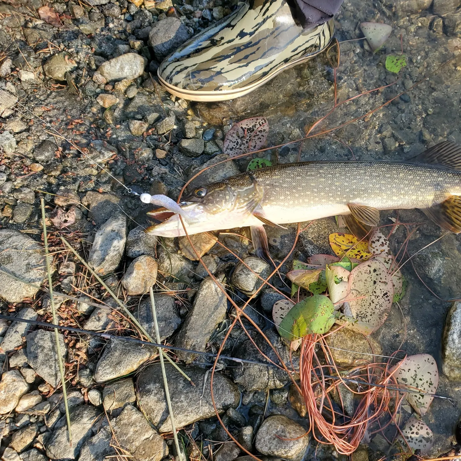 Northern pike caught on Fishbrain