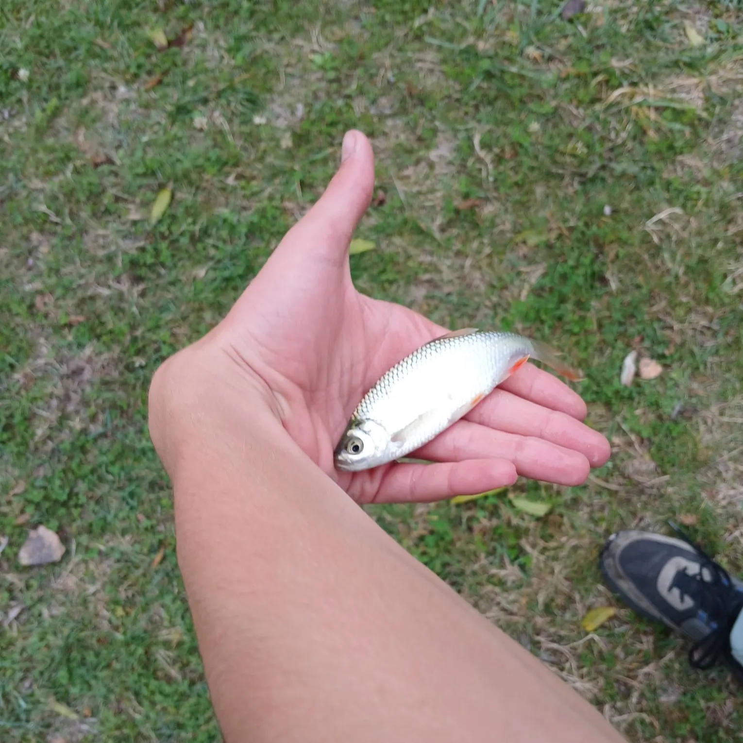 The most recent Common roach catches on Fishbrain
